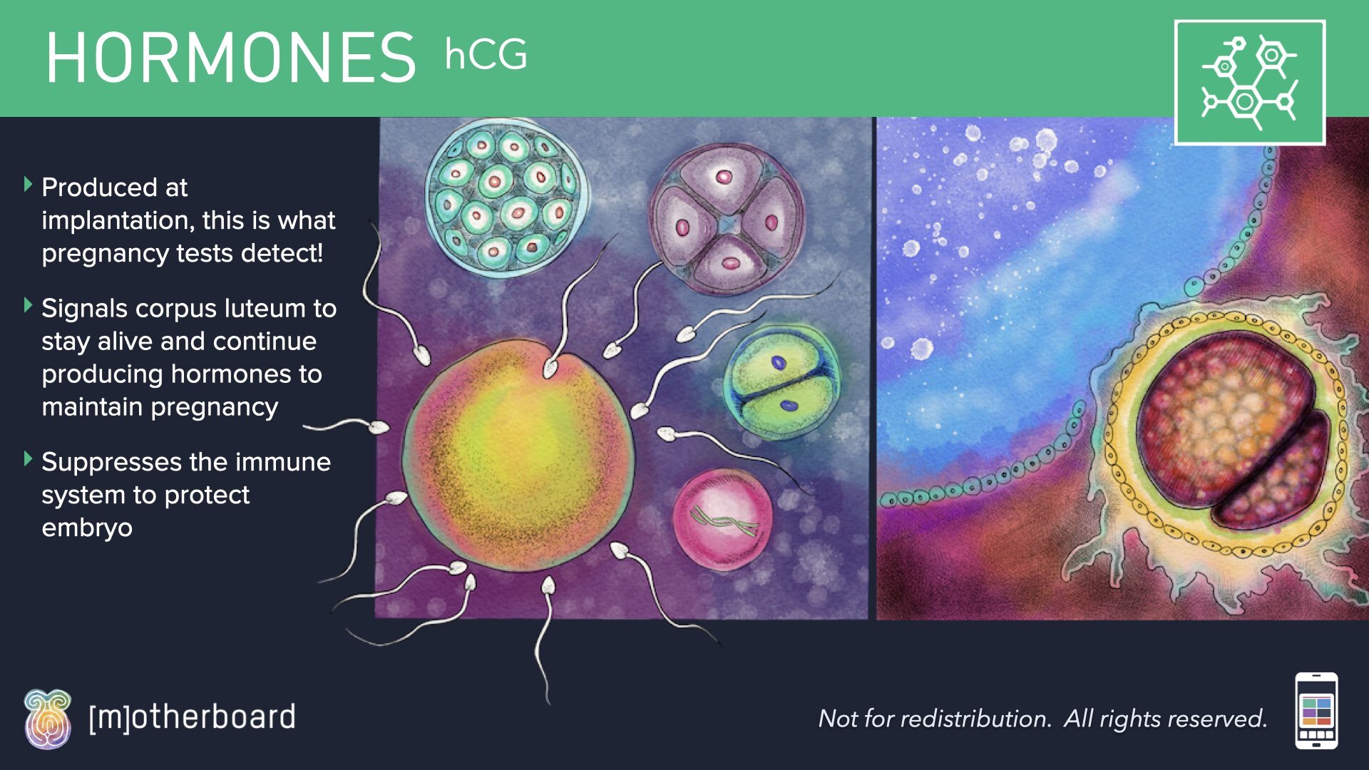 Physiology Images.006.jpeg