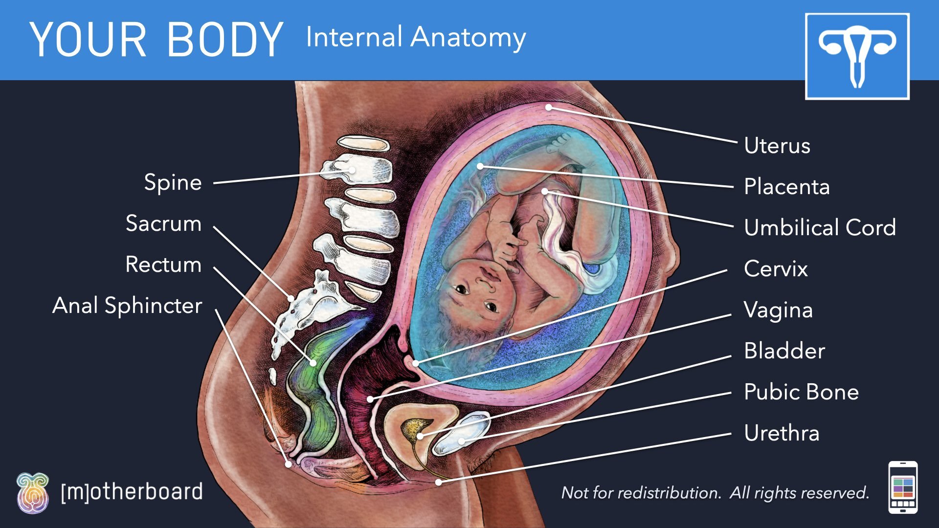 Physiology Images.014.jpeg