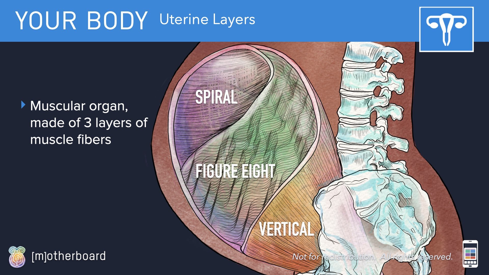 Physiology Images.017.jpeg