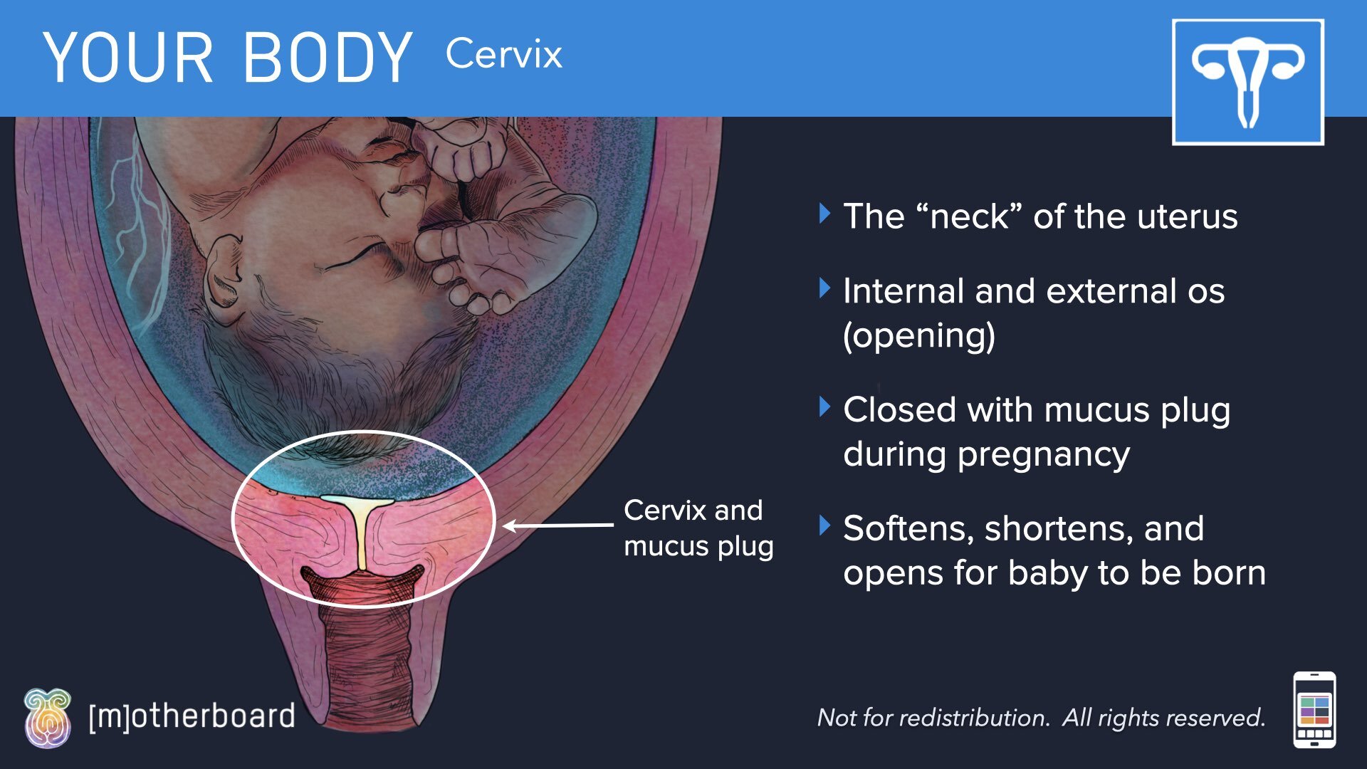 Physiology Images.019.jpeg