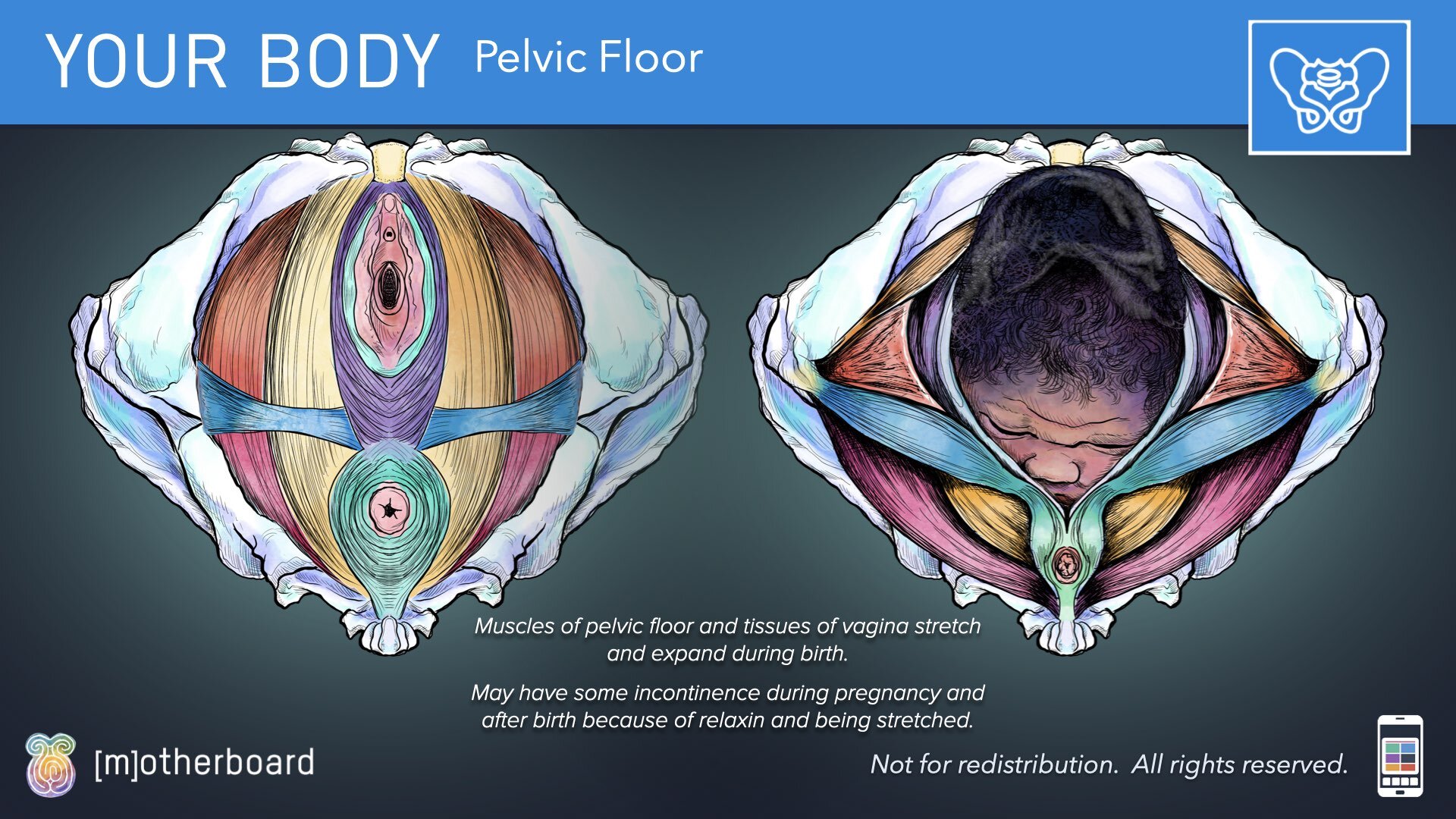 Physiology Images.021.jpeg