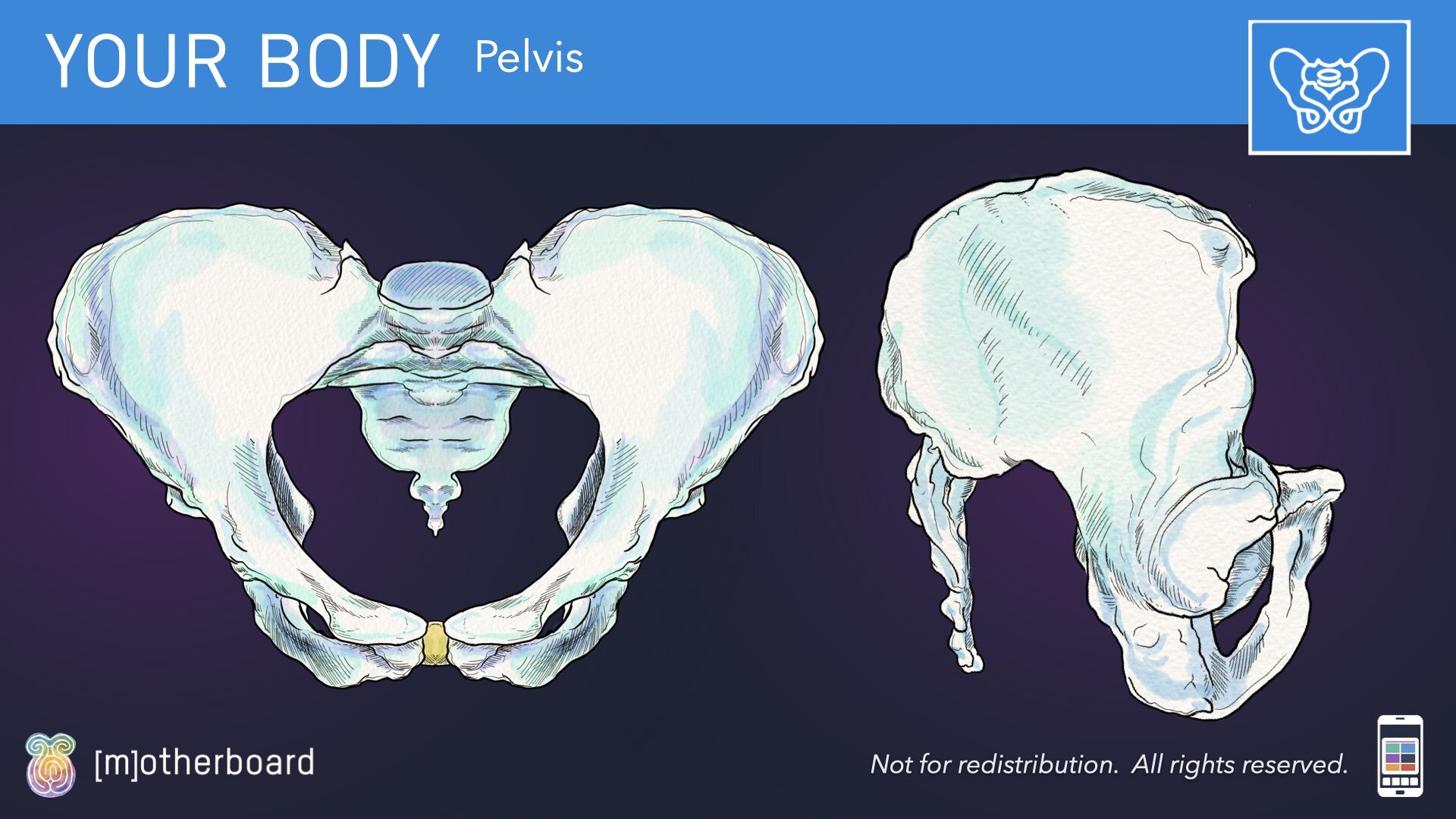 Physiology Images.022.jpeg