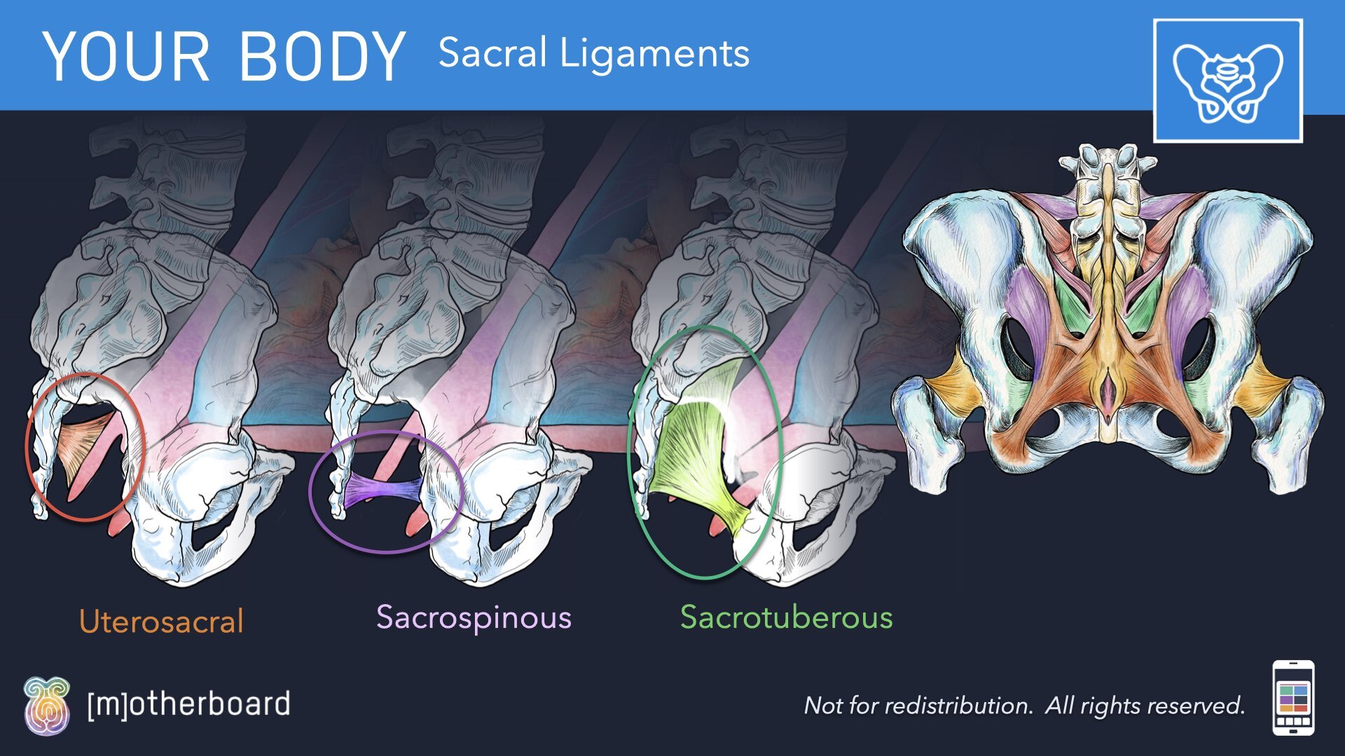 Physiology Images.024.jpeg