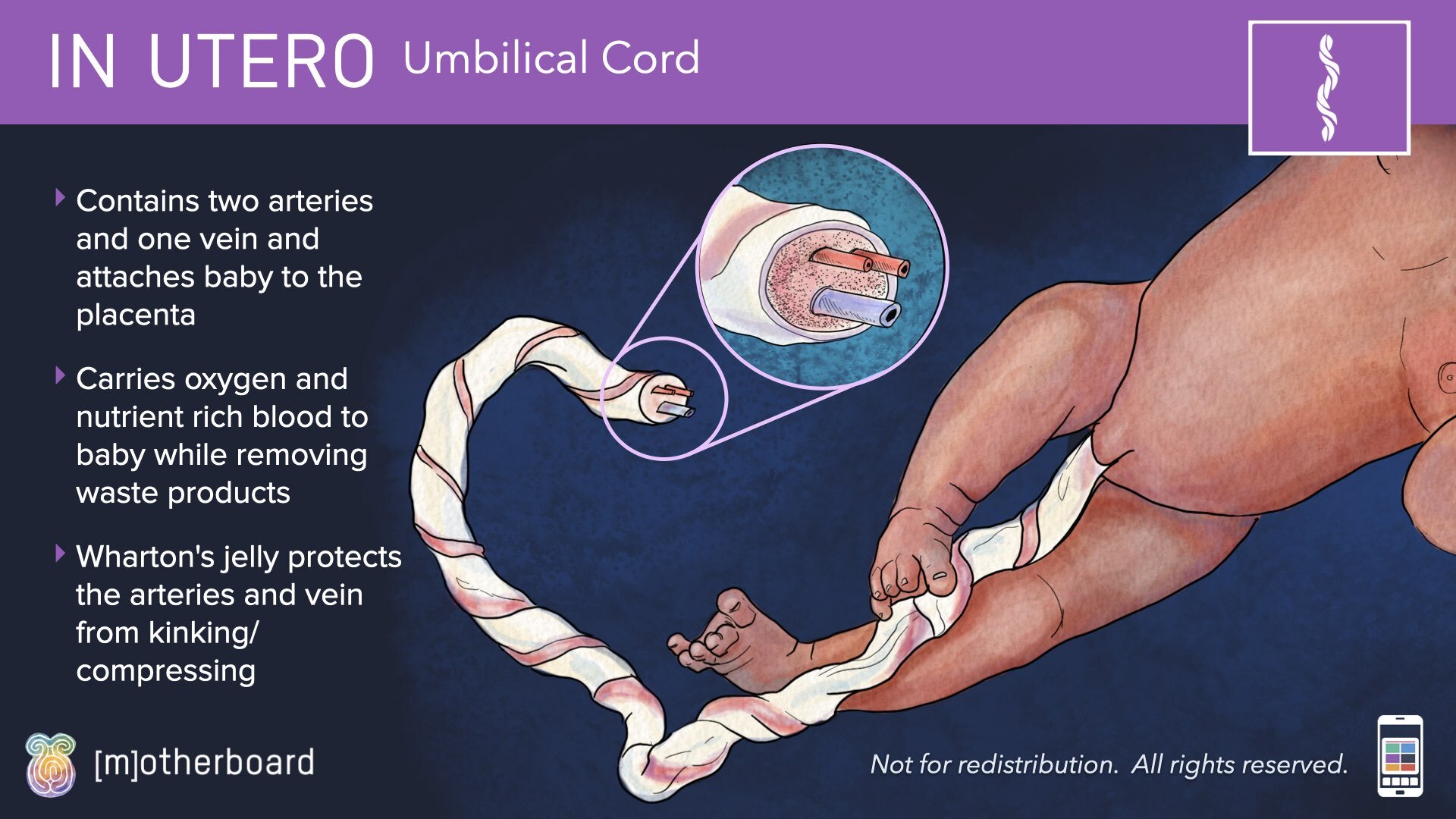 Physiology Images.030.jpeg