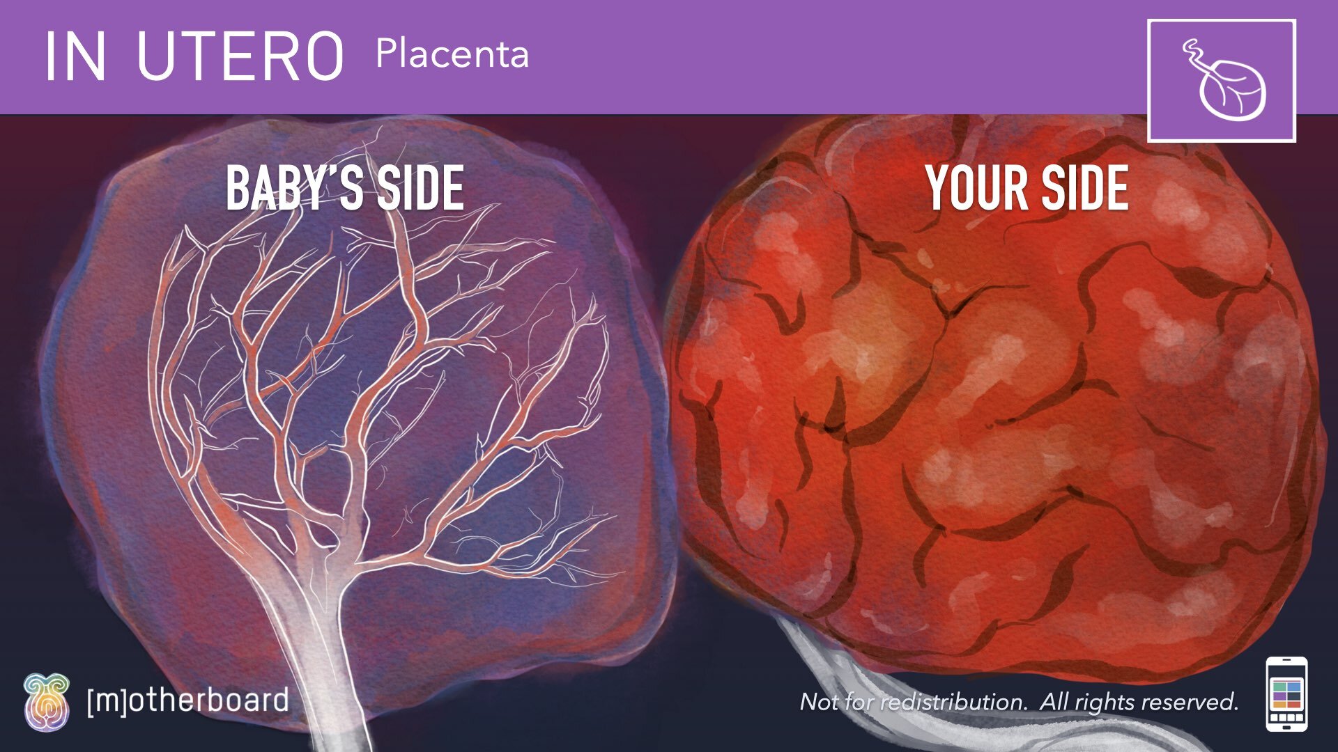 Physiology Images.032.jpeg