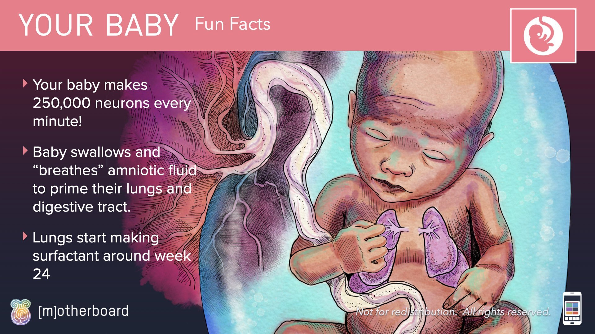 Physiology Images.036.jpeg