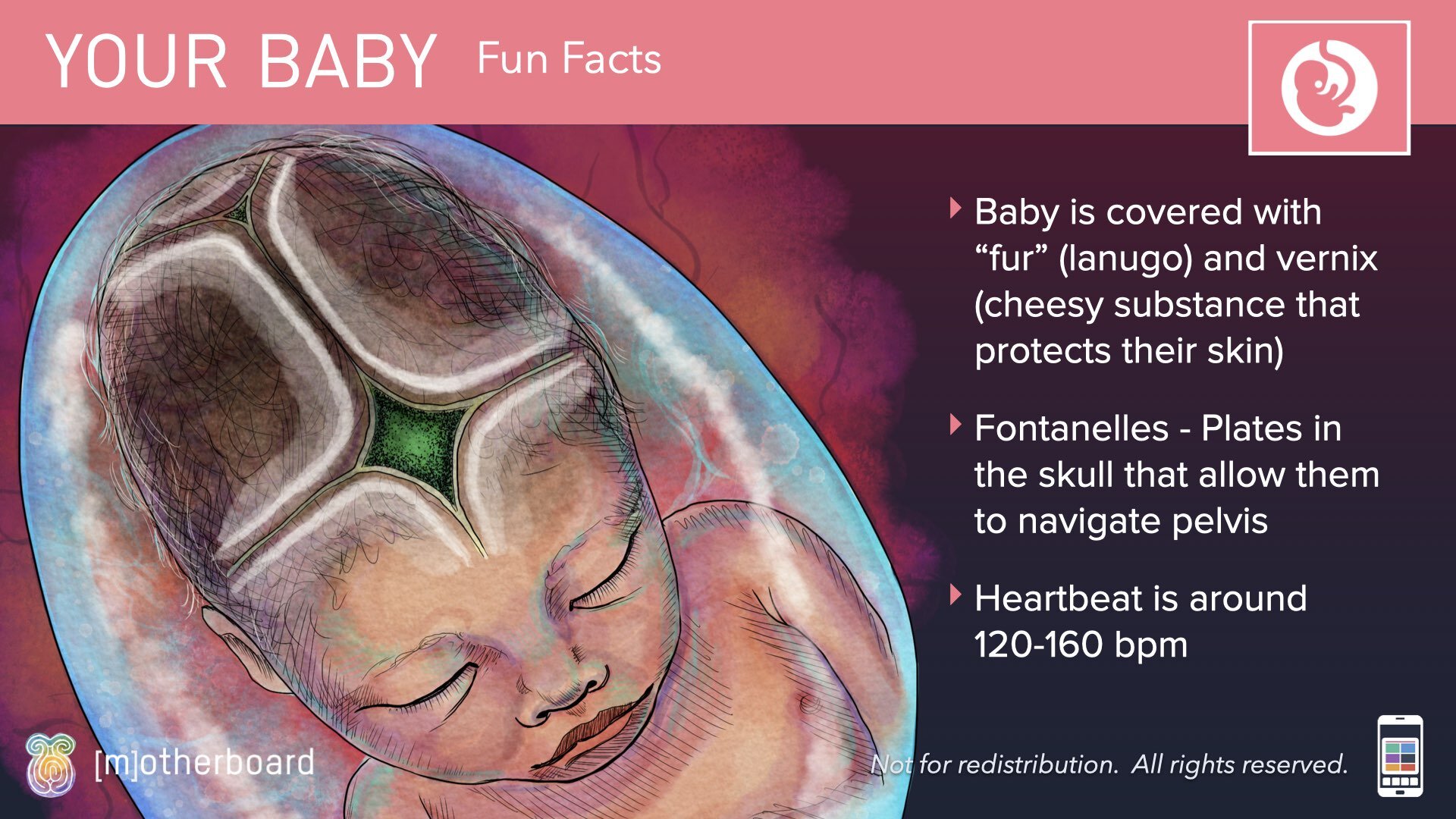 Physiology Images.037.jpeg