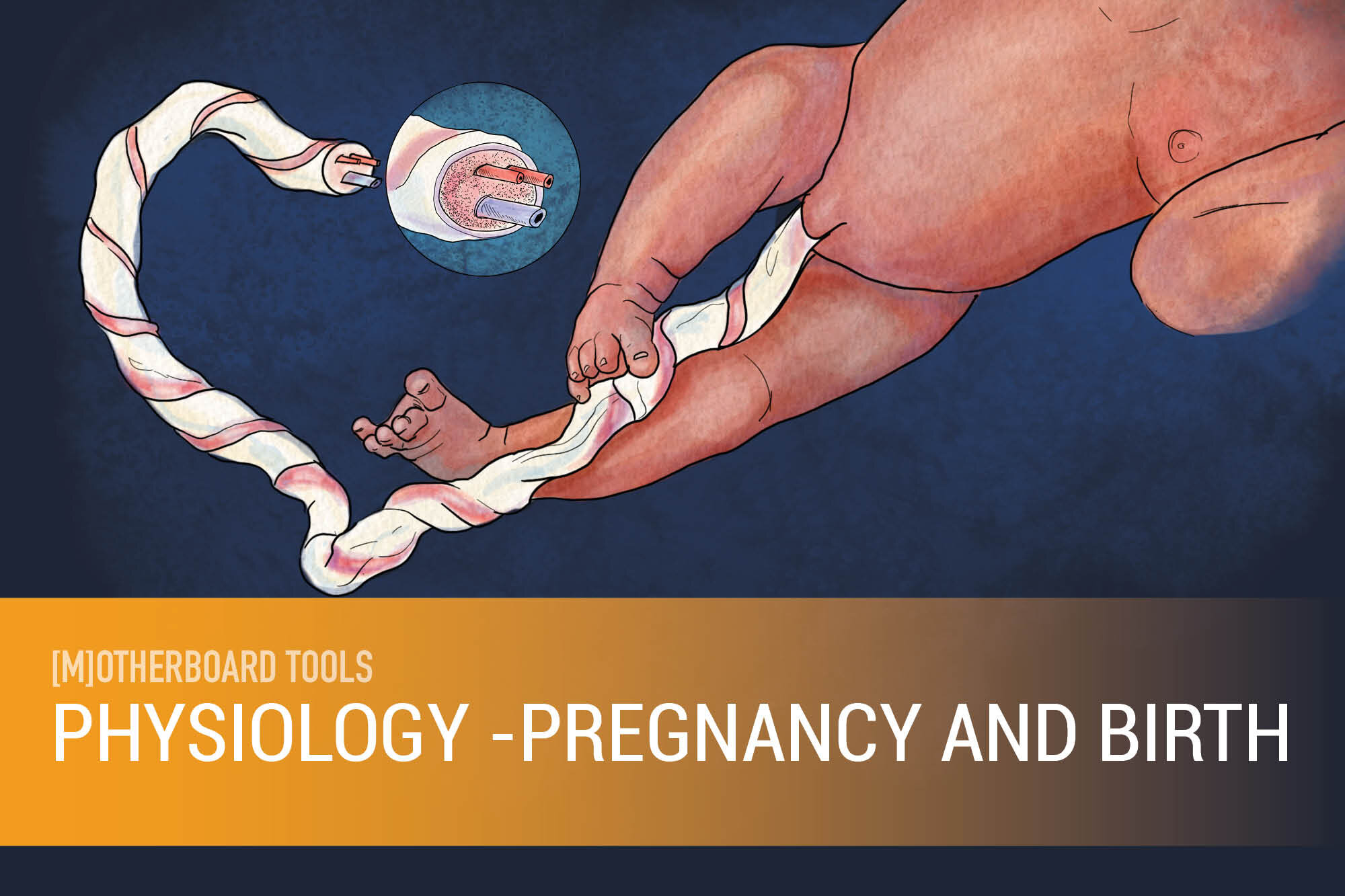 Physiology - Pregnancy and Birth