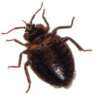 Bed-bugs1.jpg