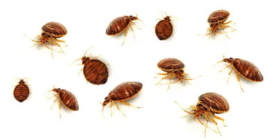 bed-bug-adult-assortment.jpg