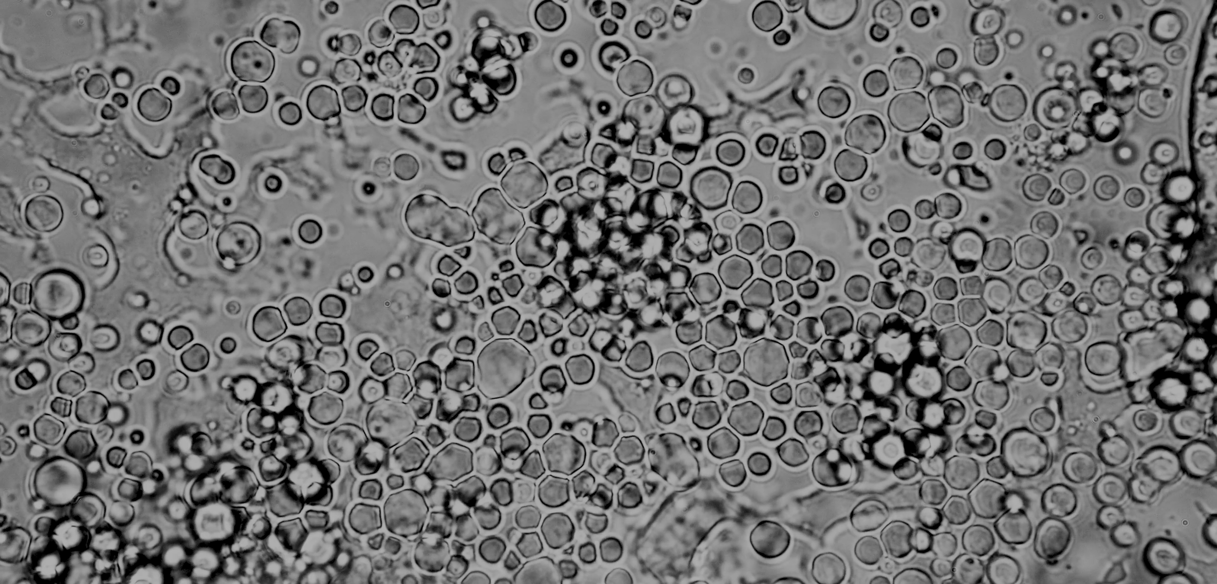 "Cooperaciones invisibles"