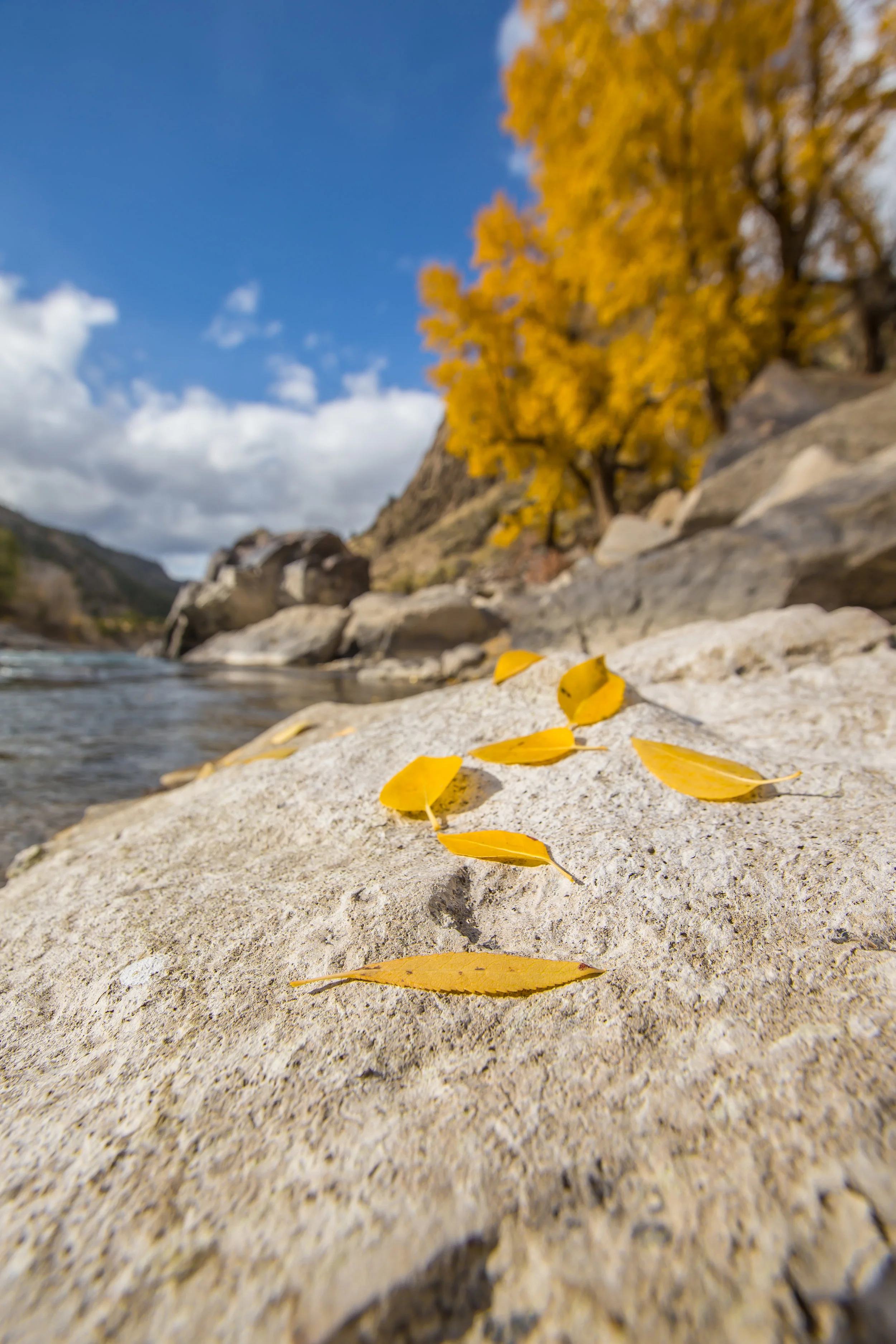 Yellowstone River Foliage