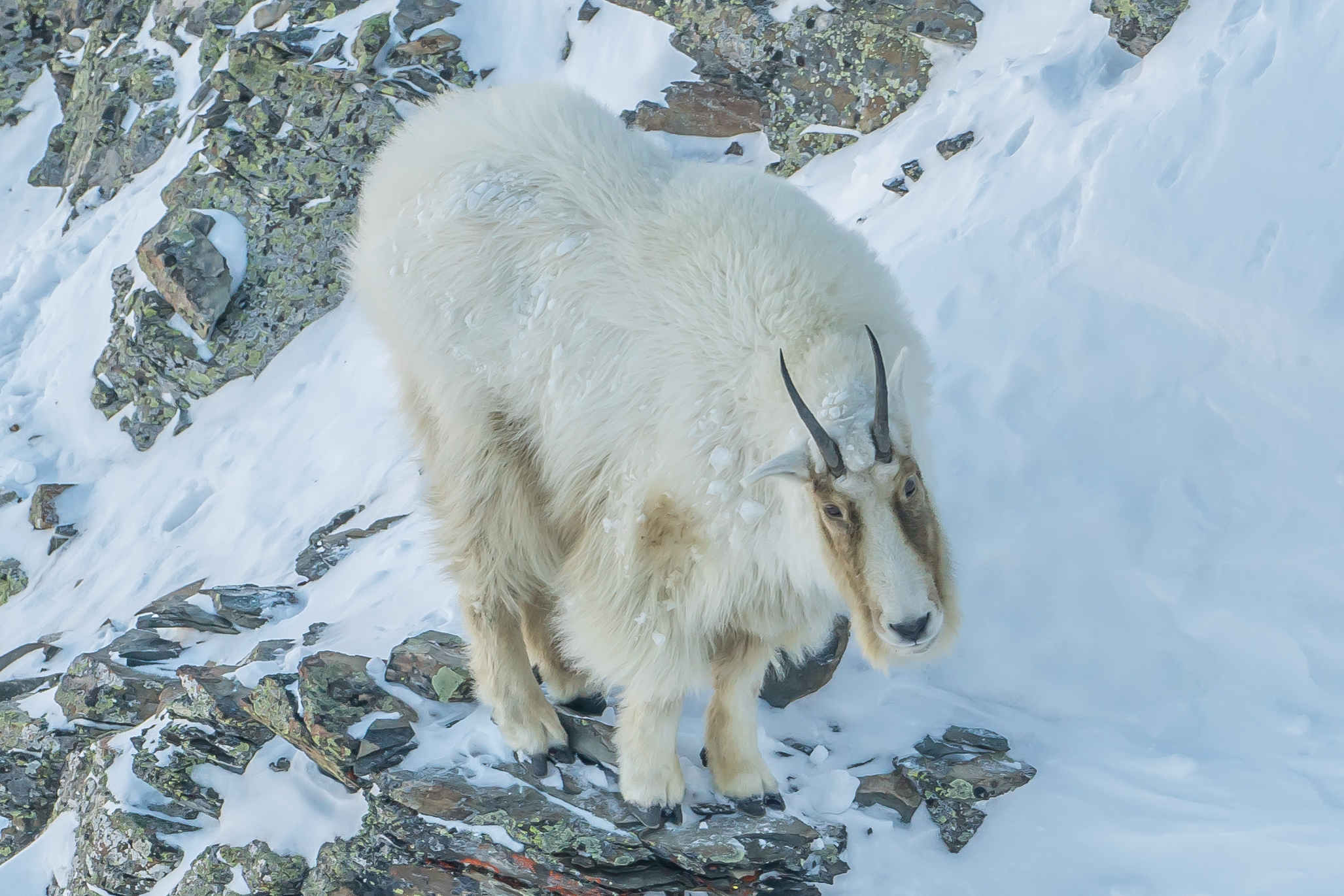 Jack Creek Mountain Goat