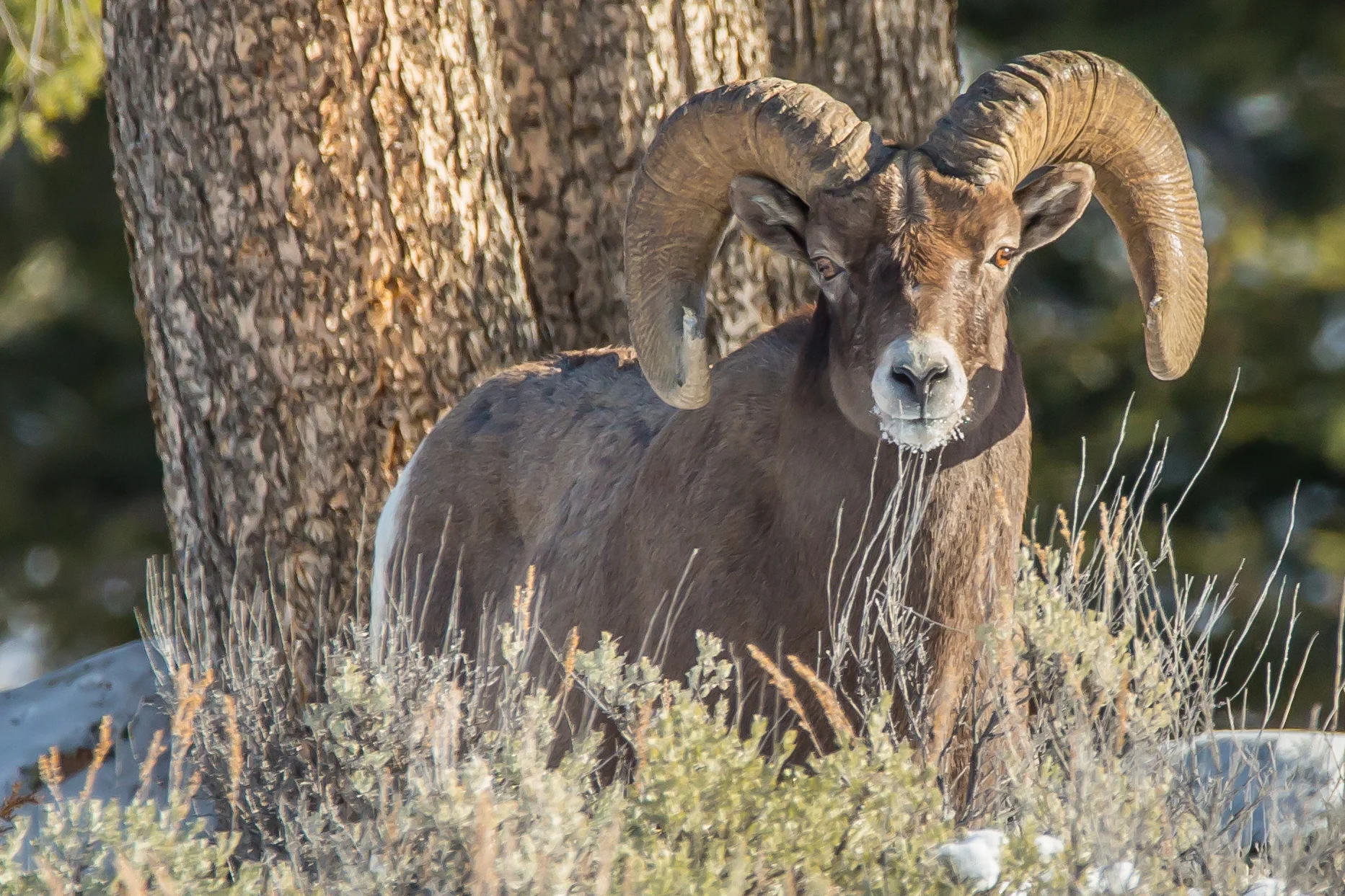 Bighorn Ram in Yellowstone