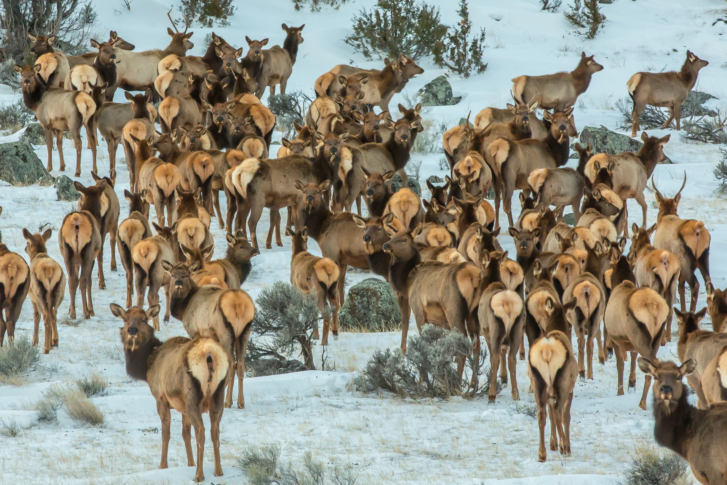 Paradise Valley Elk Party
