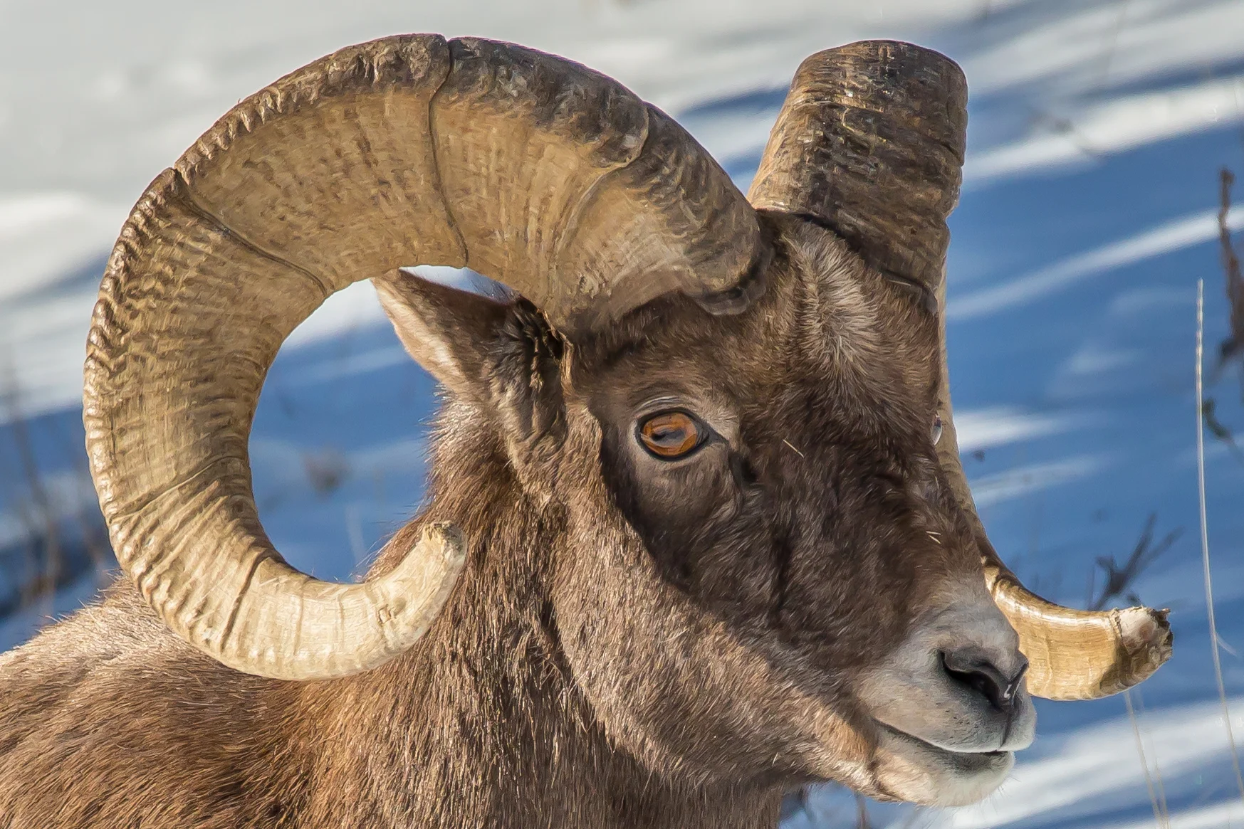 Yellowstone Bighorn Sheep