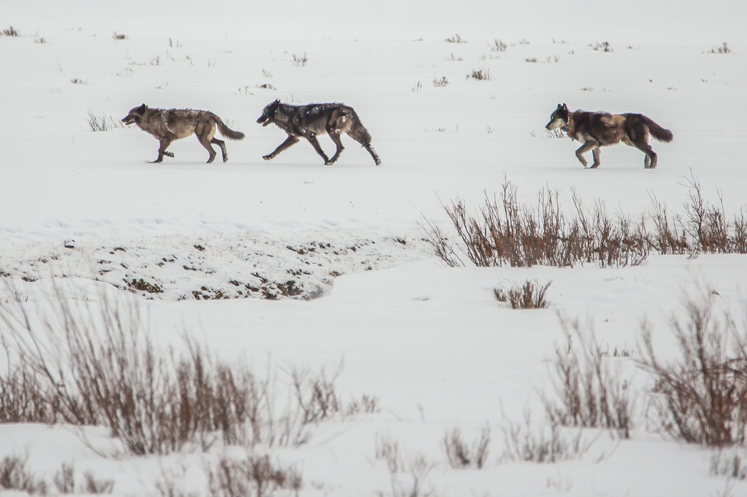 Lamar Valley Wolves