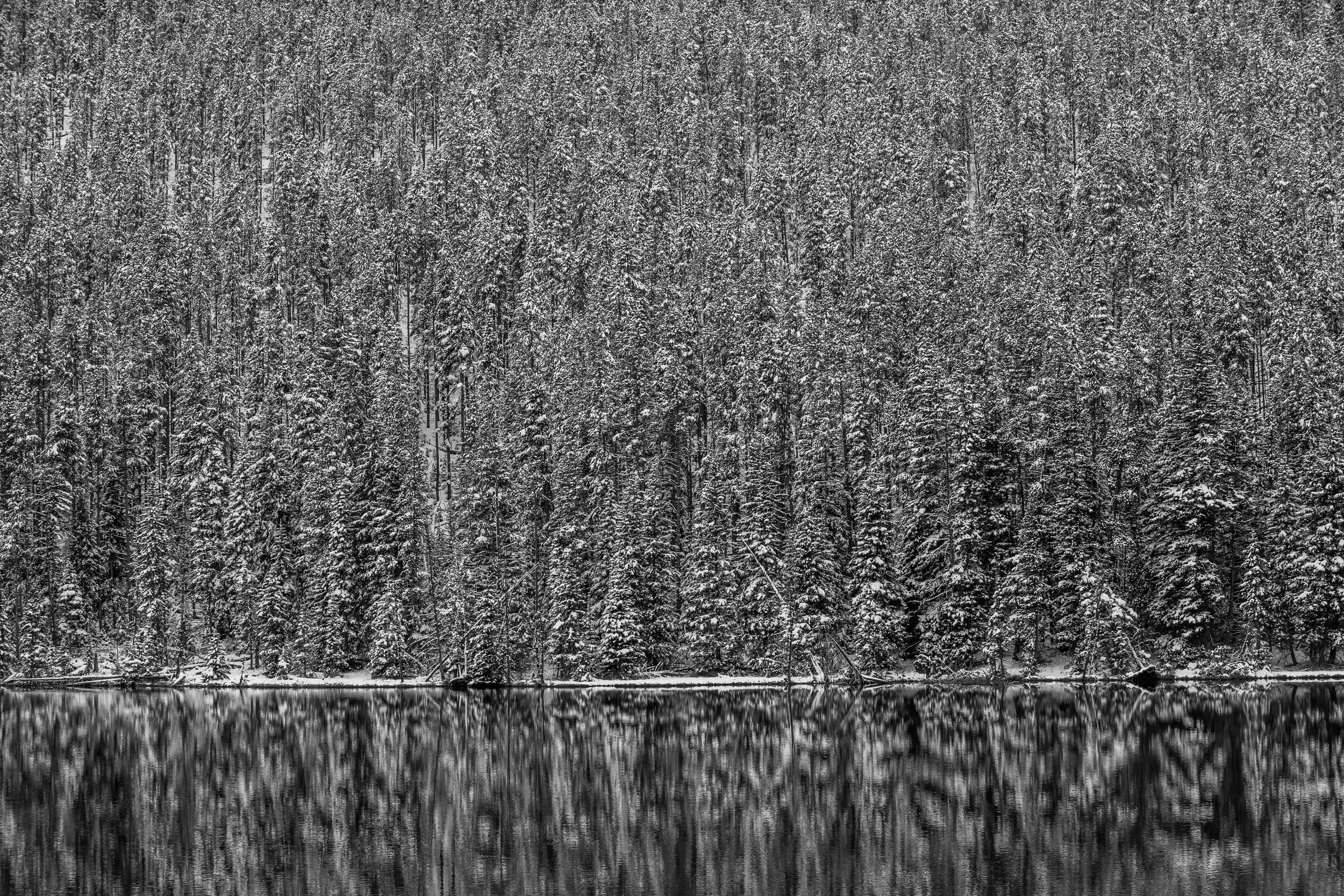 Snowy Tree Reflection in Yellowstone National Park