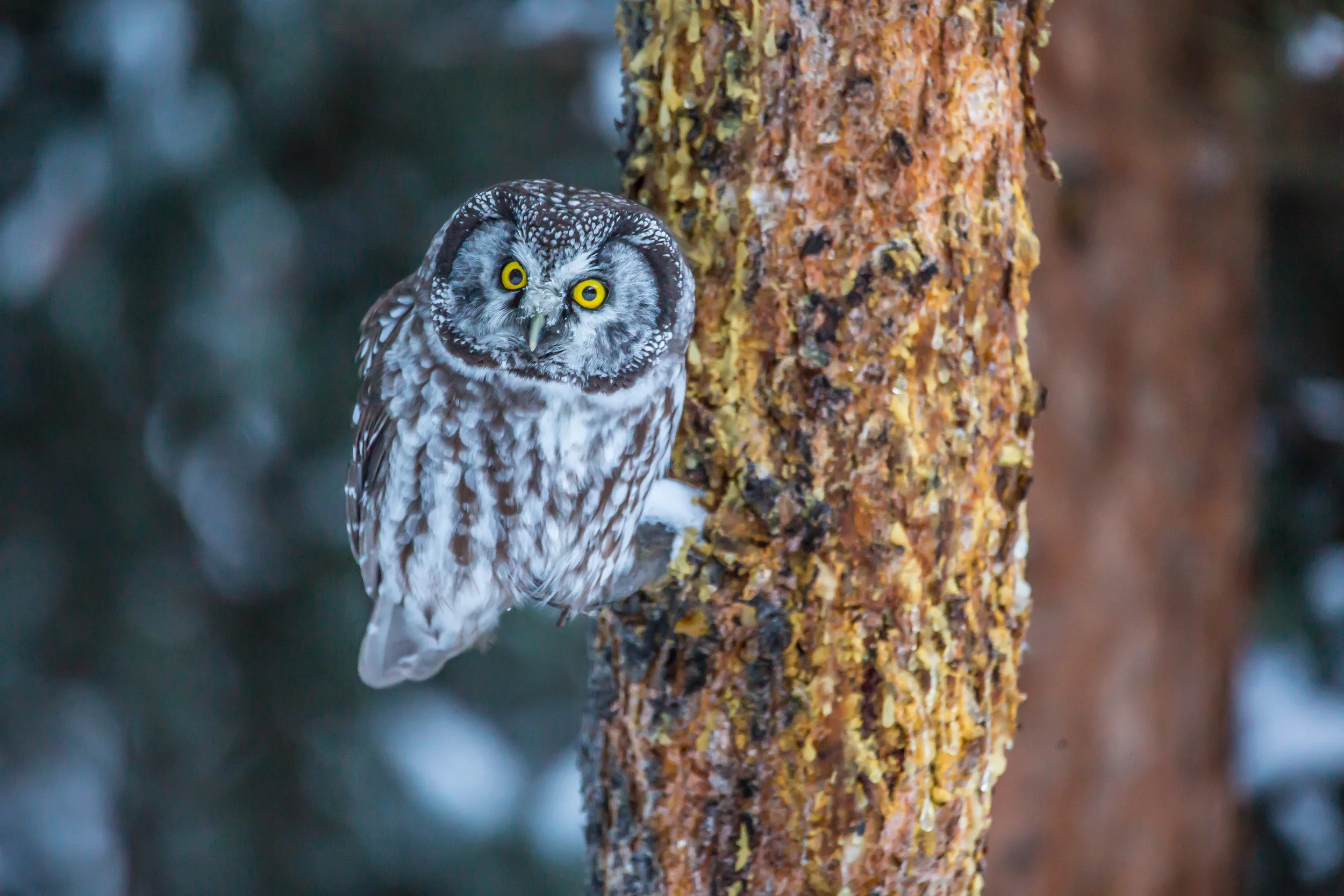 Big Sky Boreal Owl