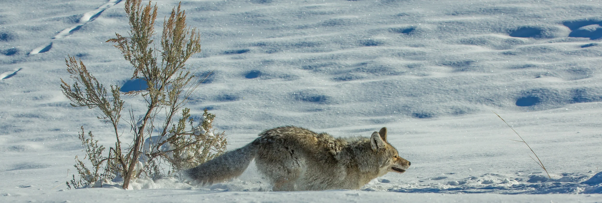 Running Yellowstone Coyote