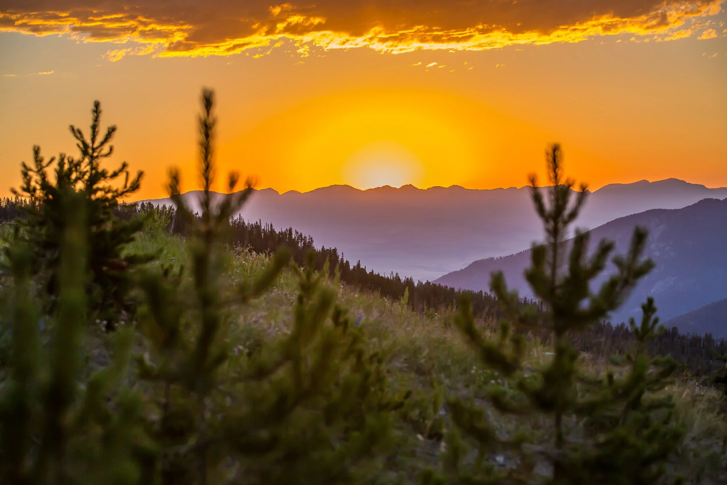 Tobacco Root Sunset