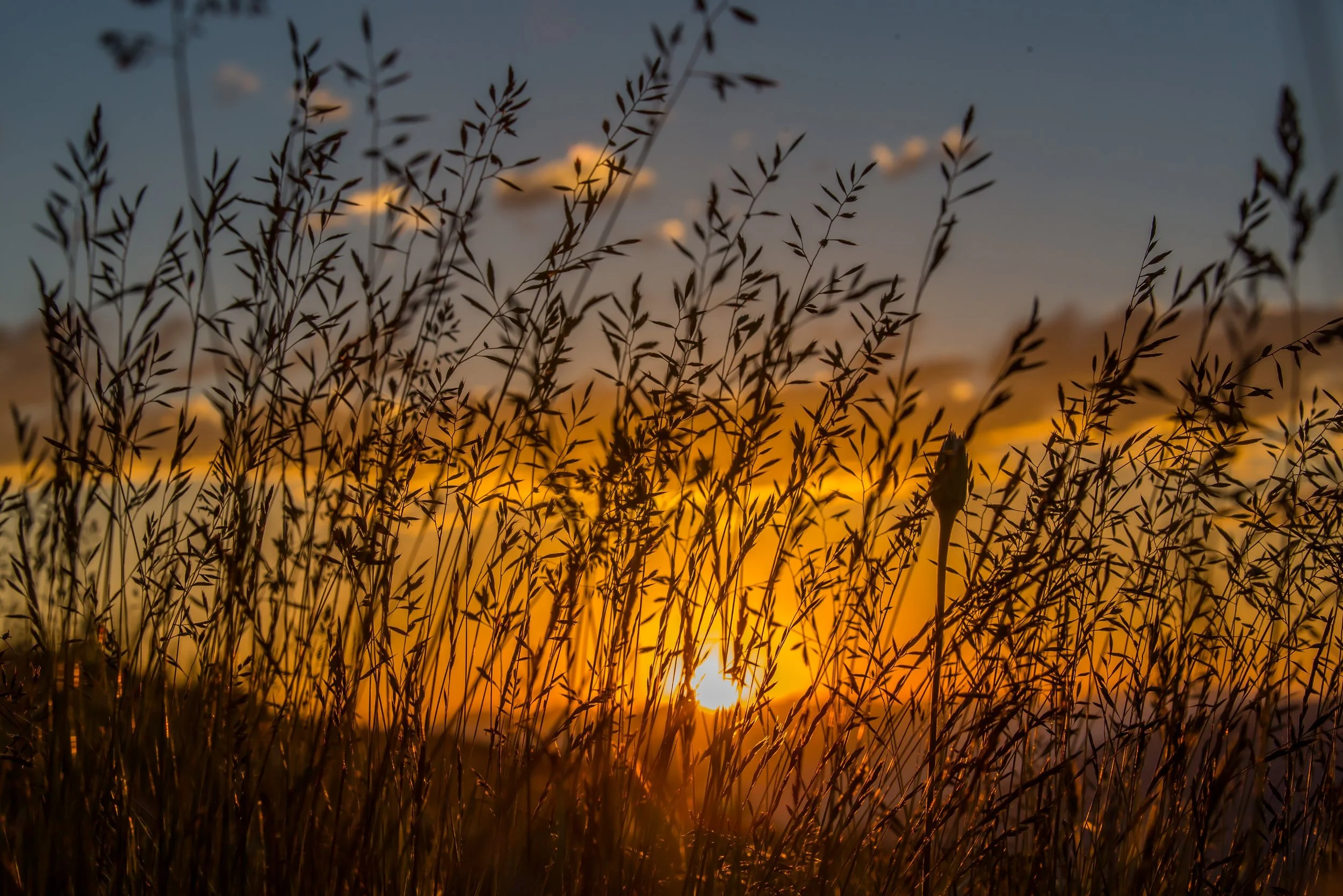 Sunset Wheat