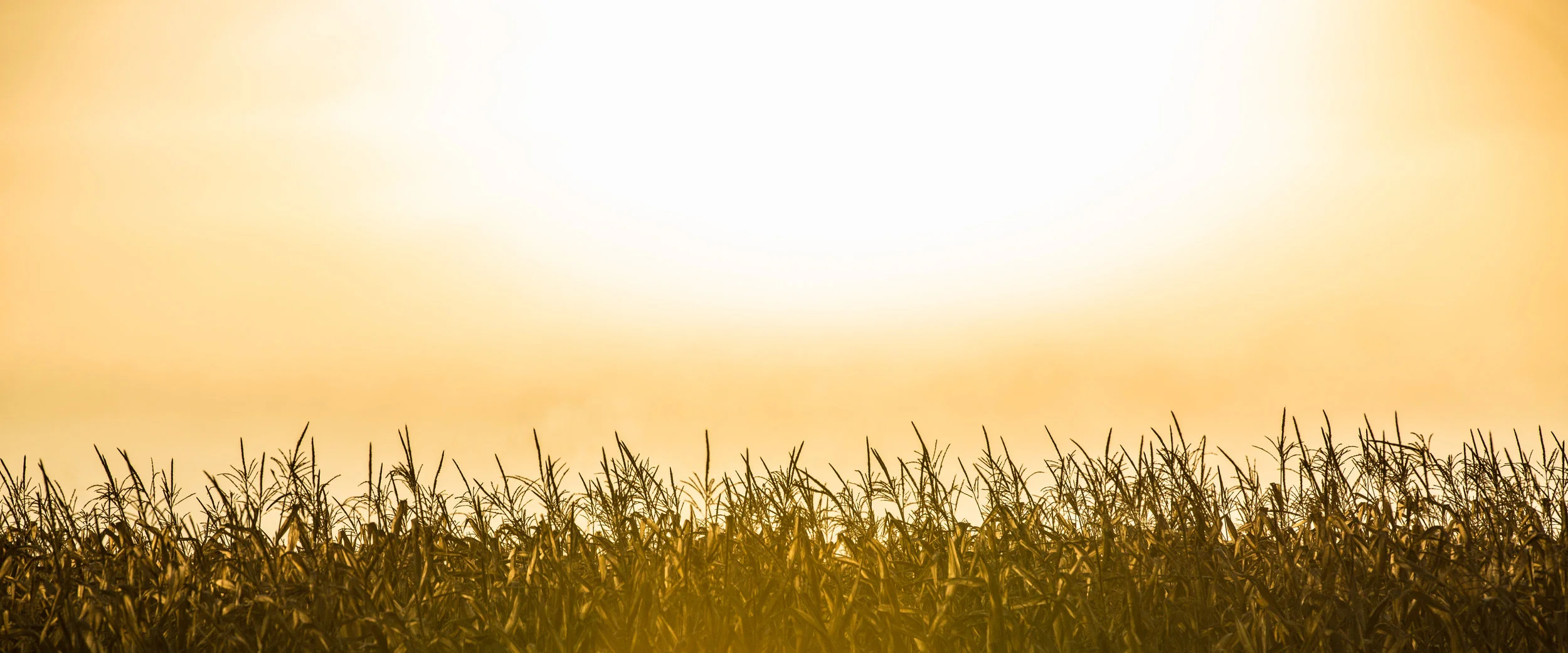 Sunset Cornfield