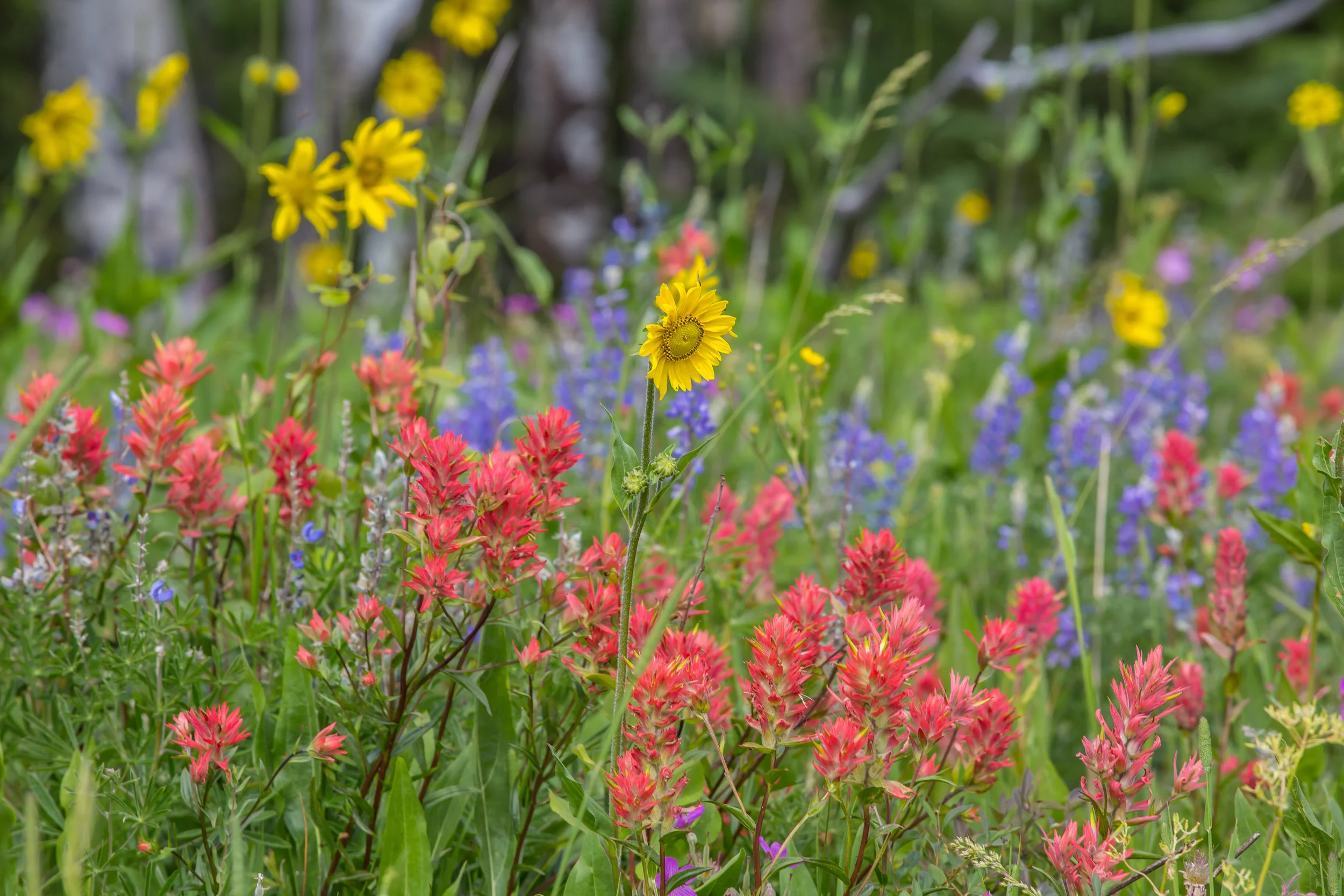 Uplands Wildflowers