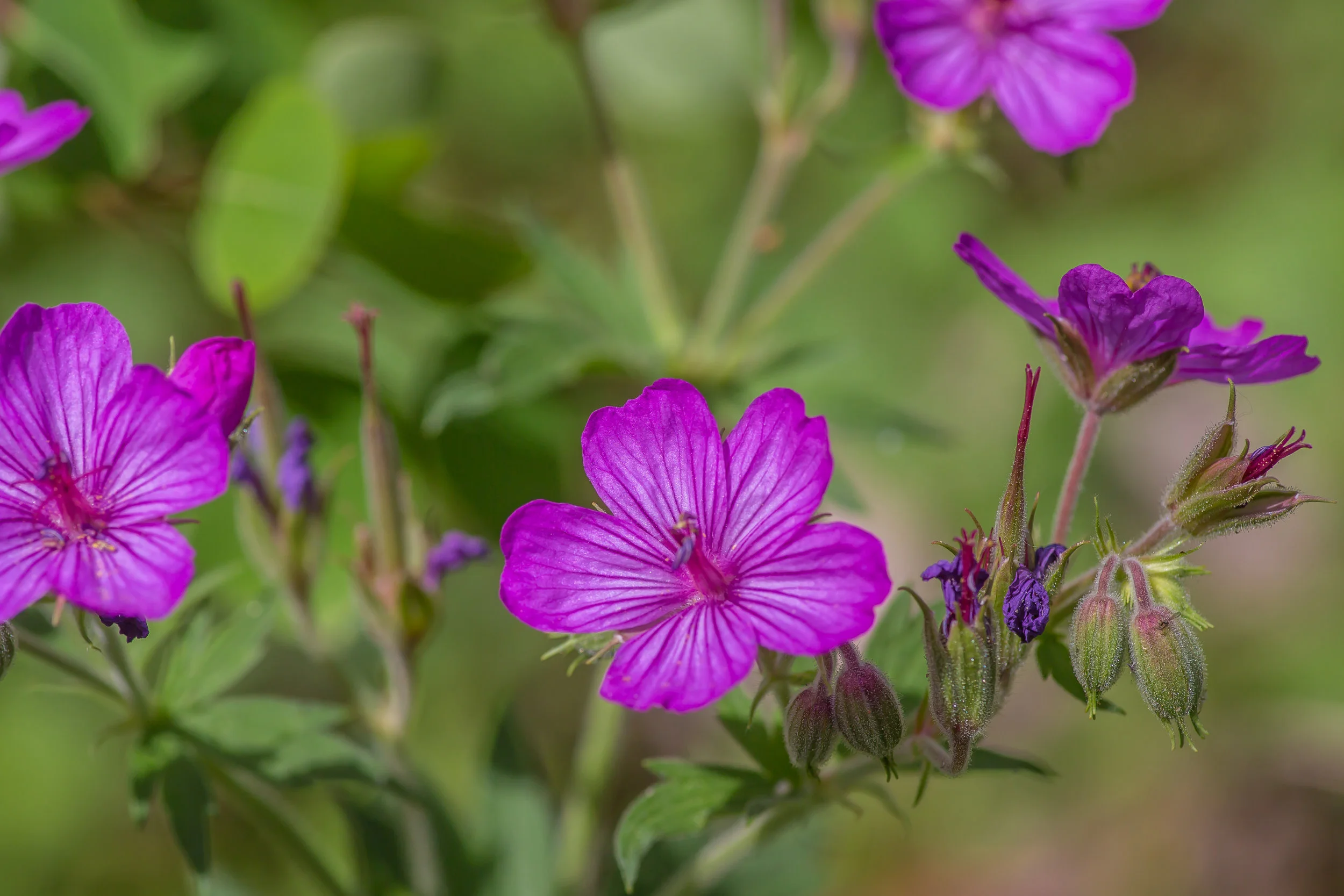 Wild Geranium- Purple