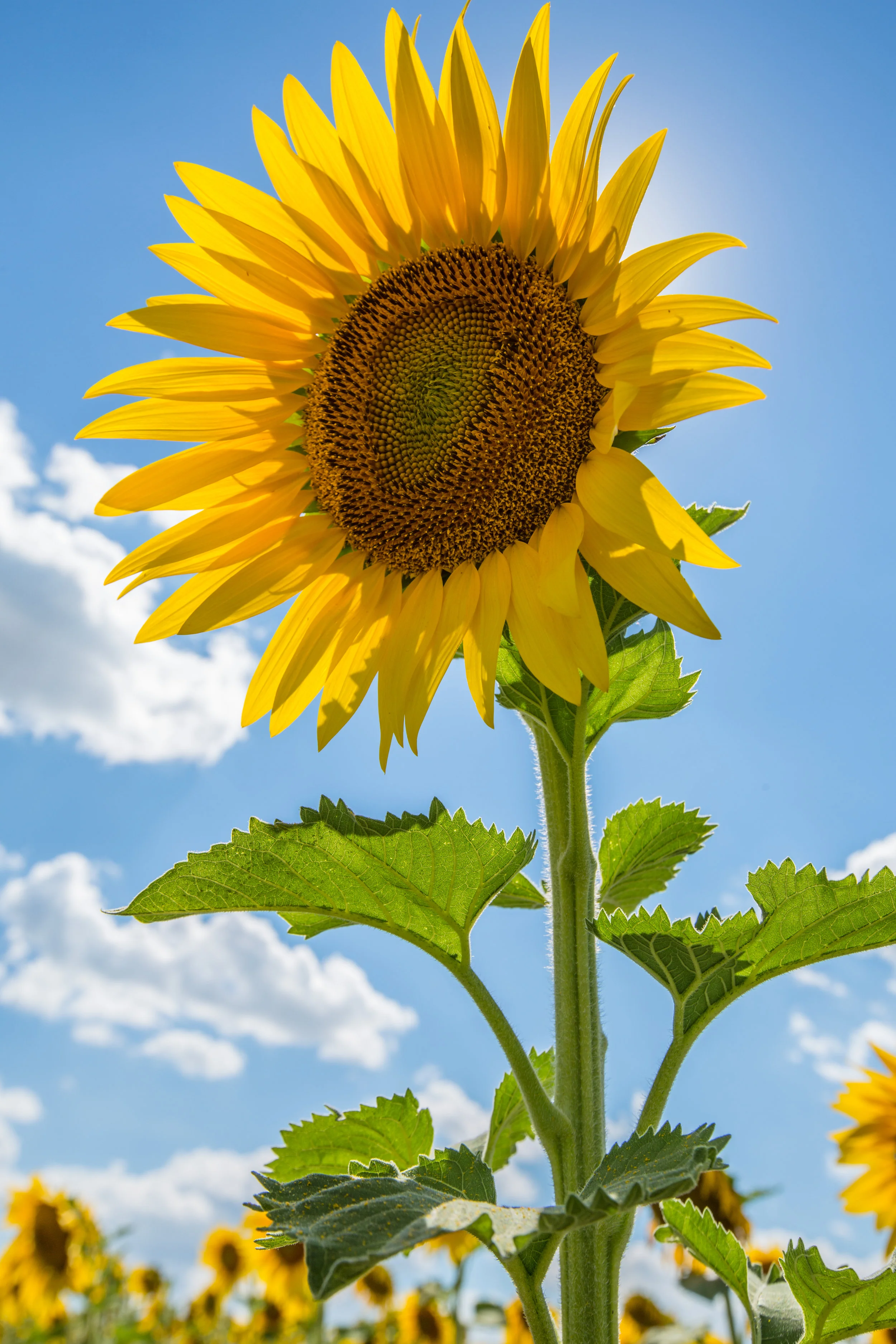 Sunflower