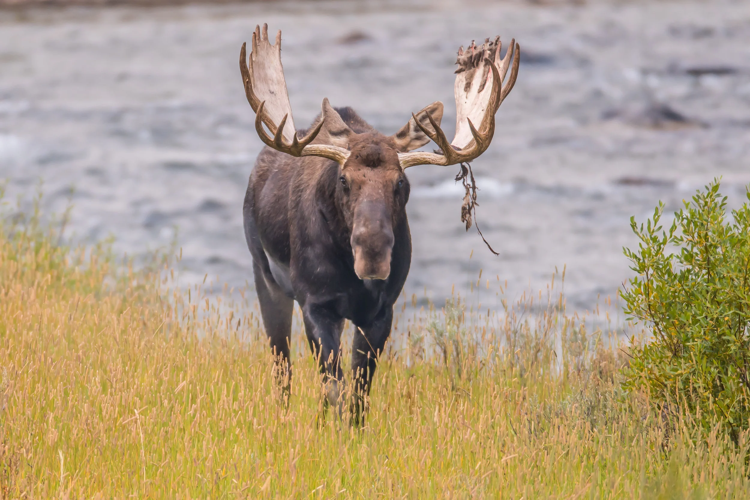 Bull Moose Shedding Antler Velvet