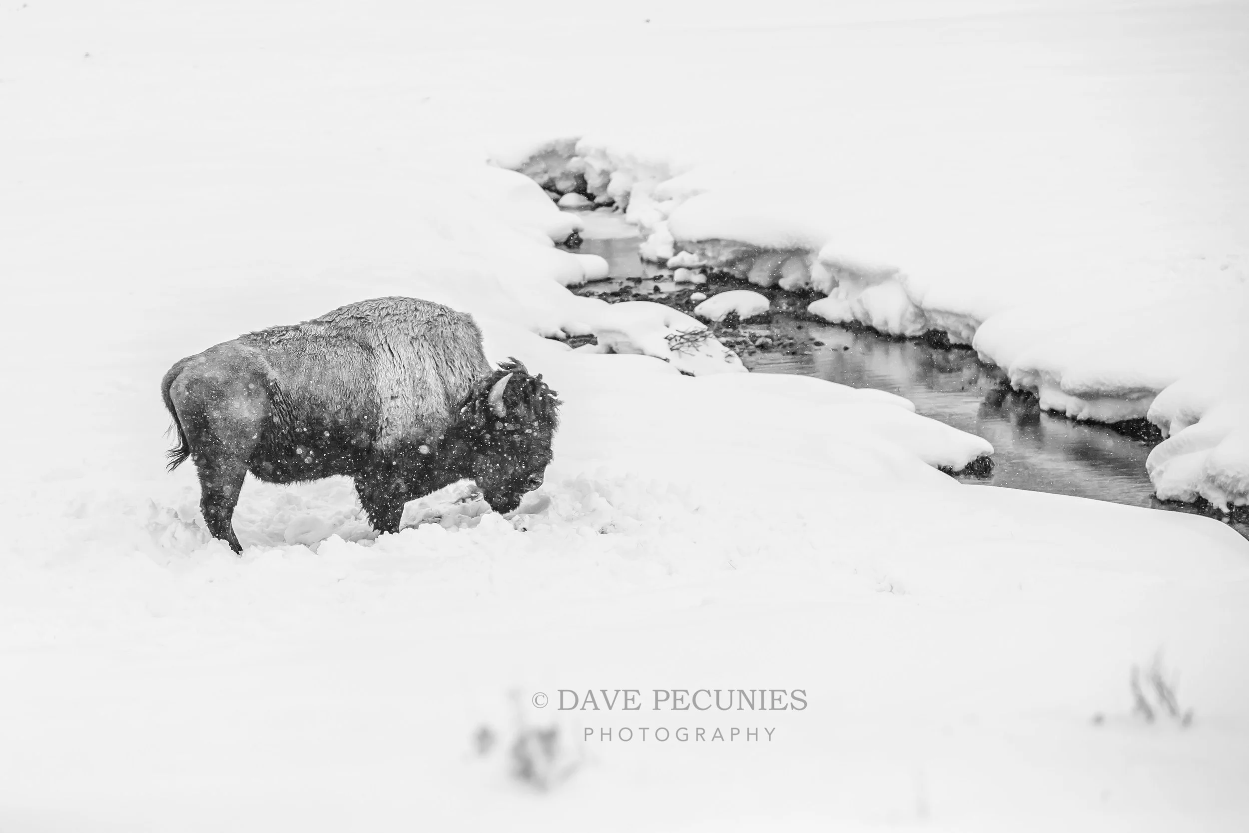 Soda Butte Bison in Winter
