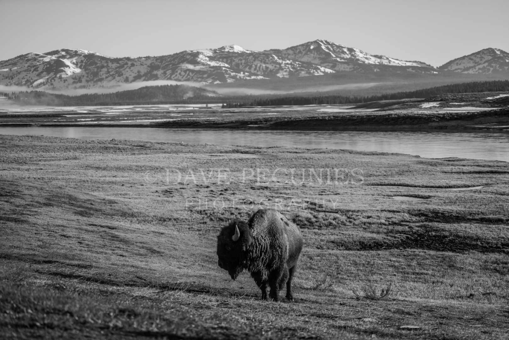 Where The Buffalo Roam