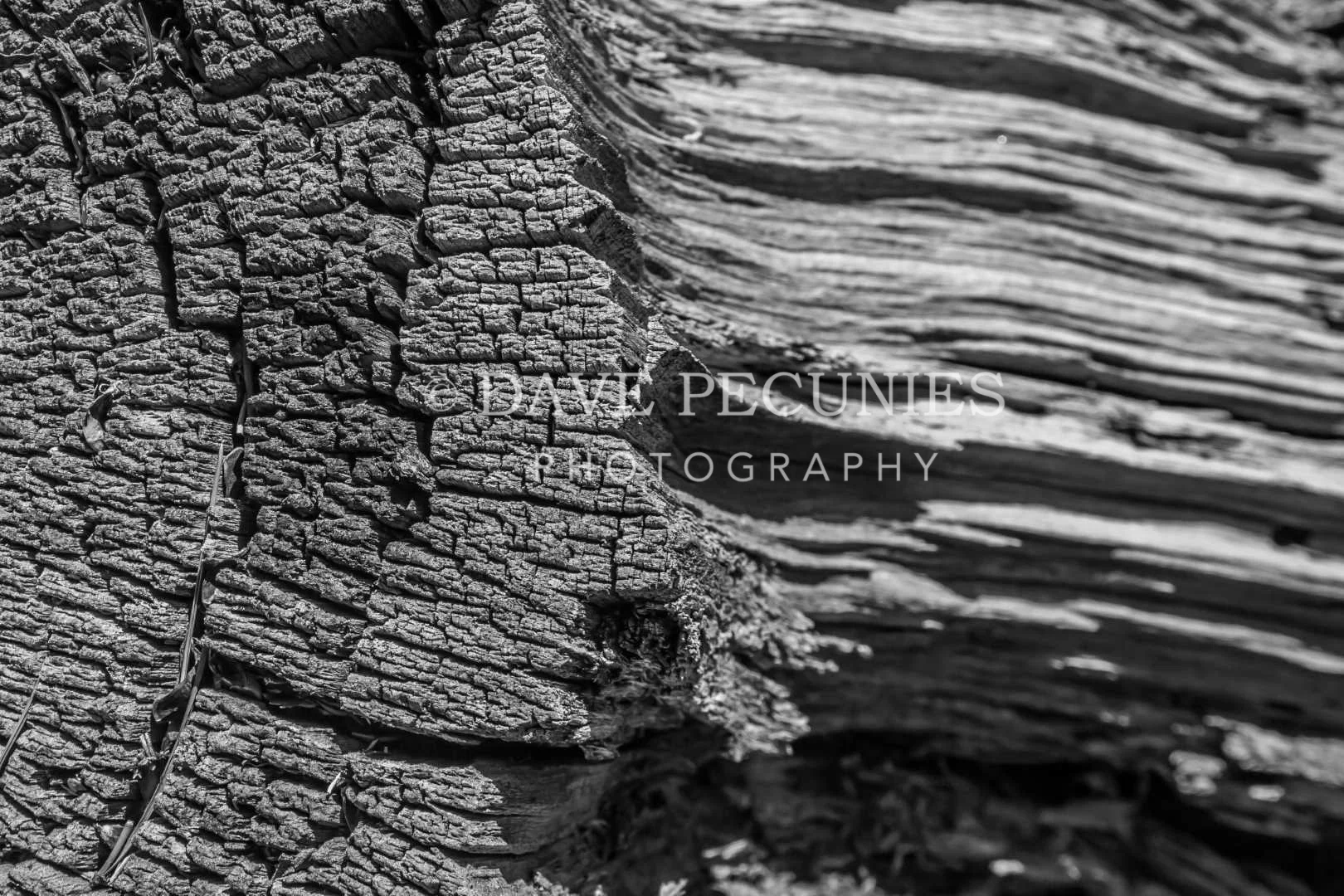 Woodgrain Closeup