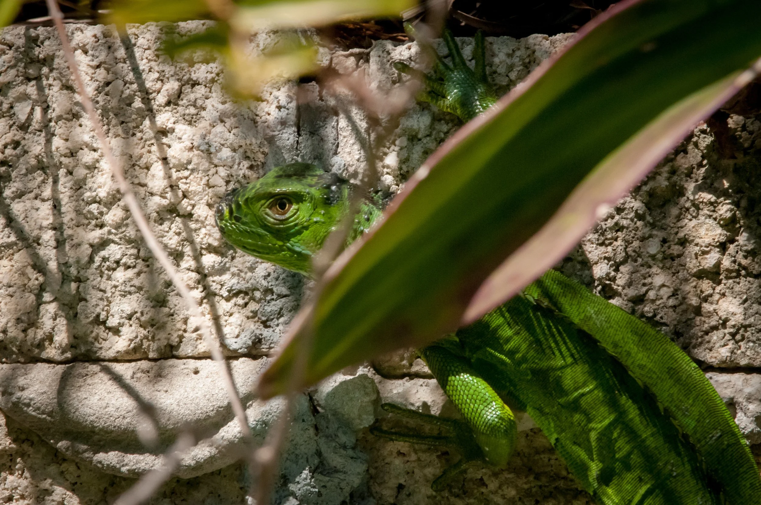 DSC_8906.jpg
