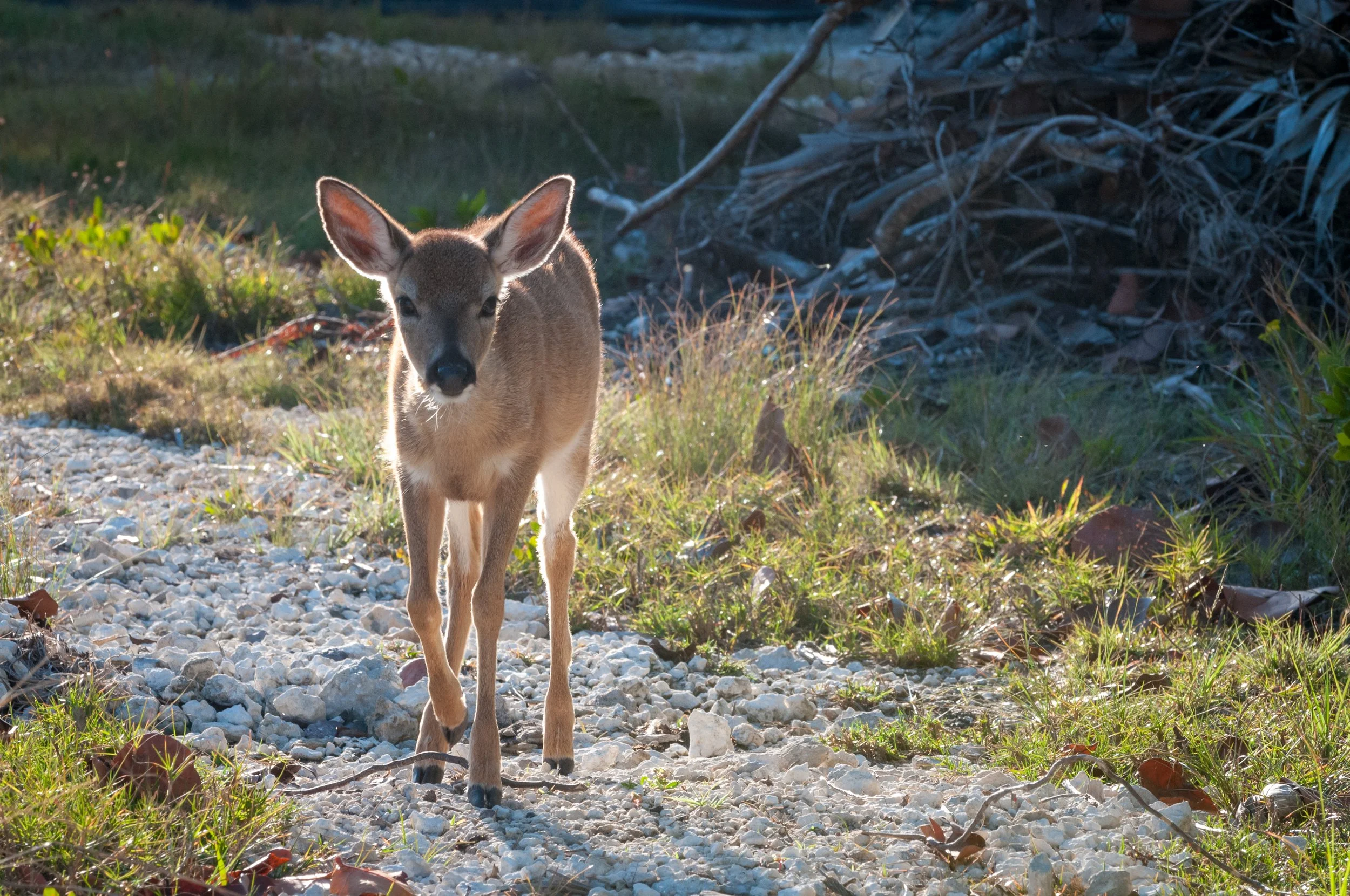 DSC_8483.jpg