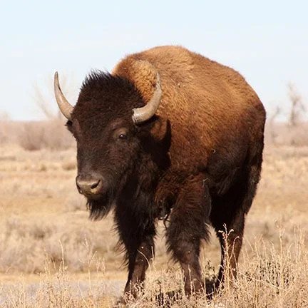 1515533536_bison_auction_image_5_432x43280.jpg