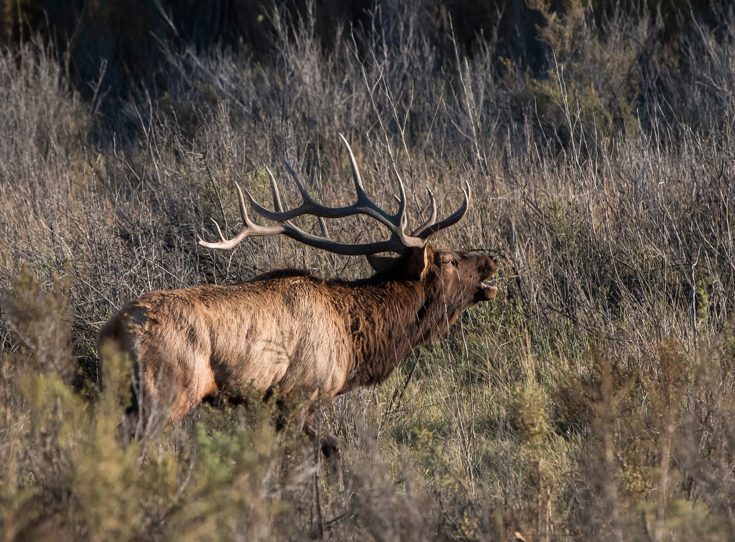 CMR elk_1345 copy.jpg
