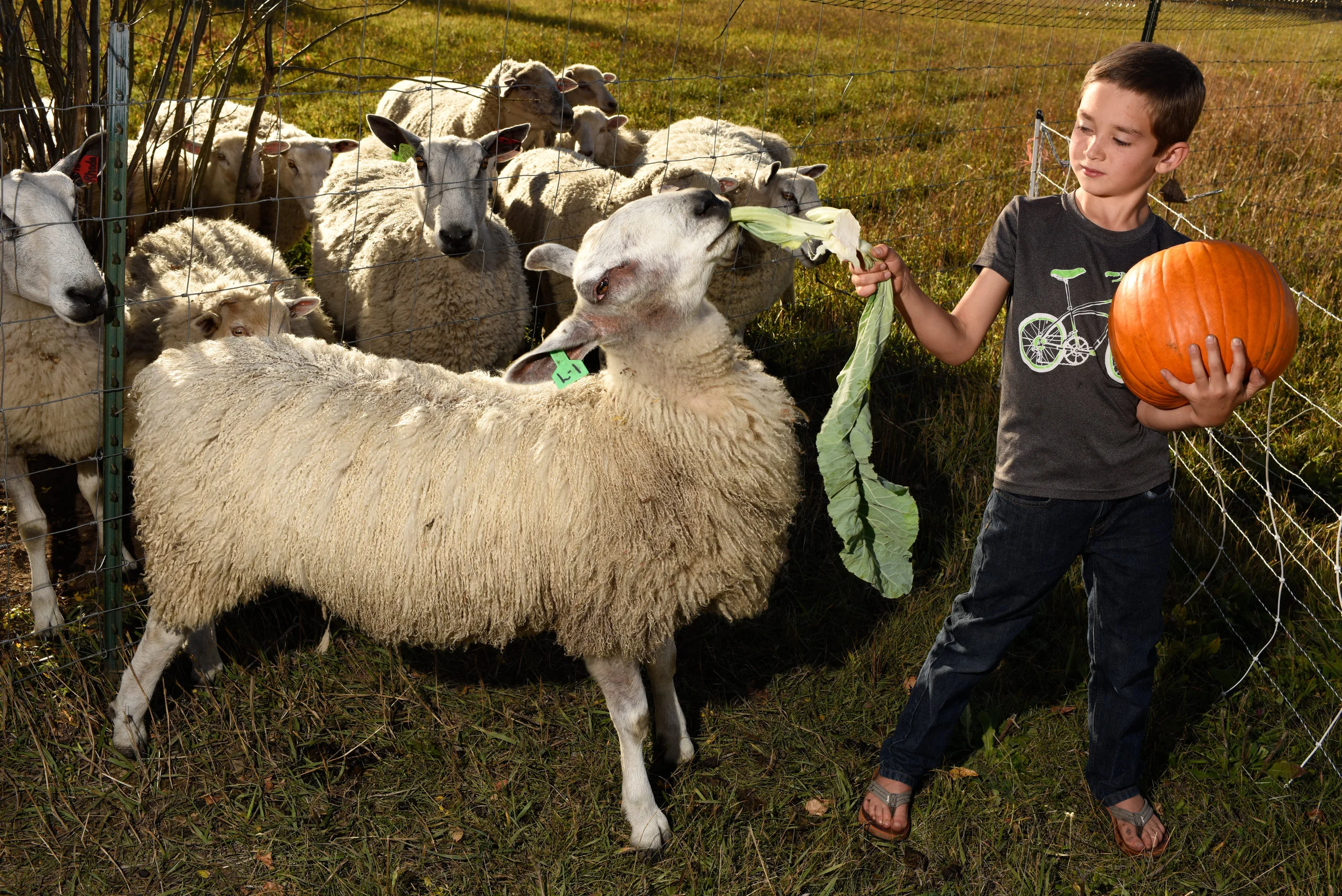 Kids Camp- Ages 9-12 "Farm Craft"