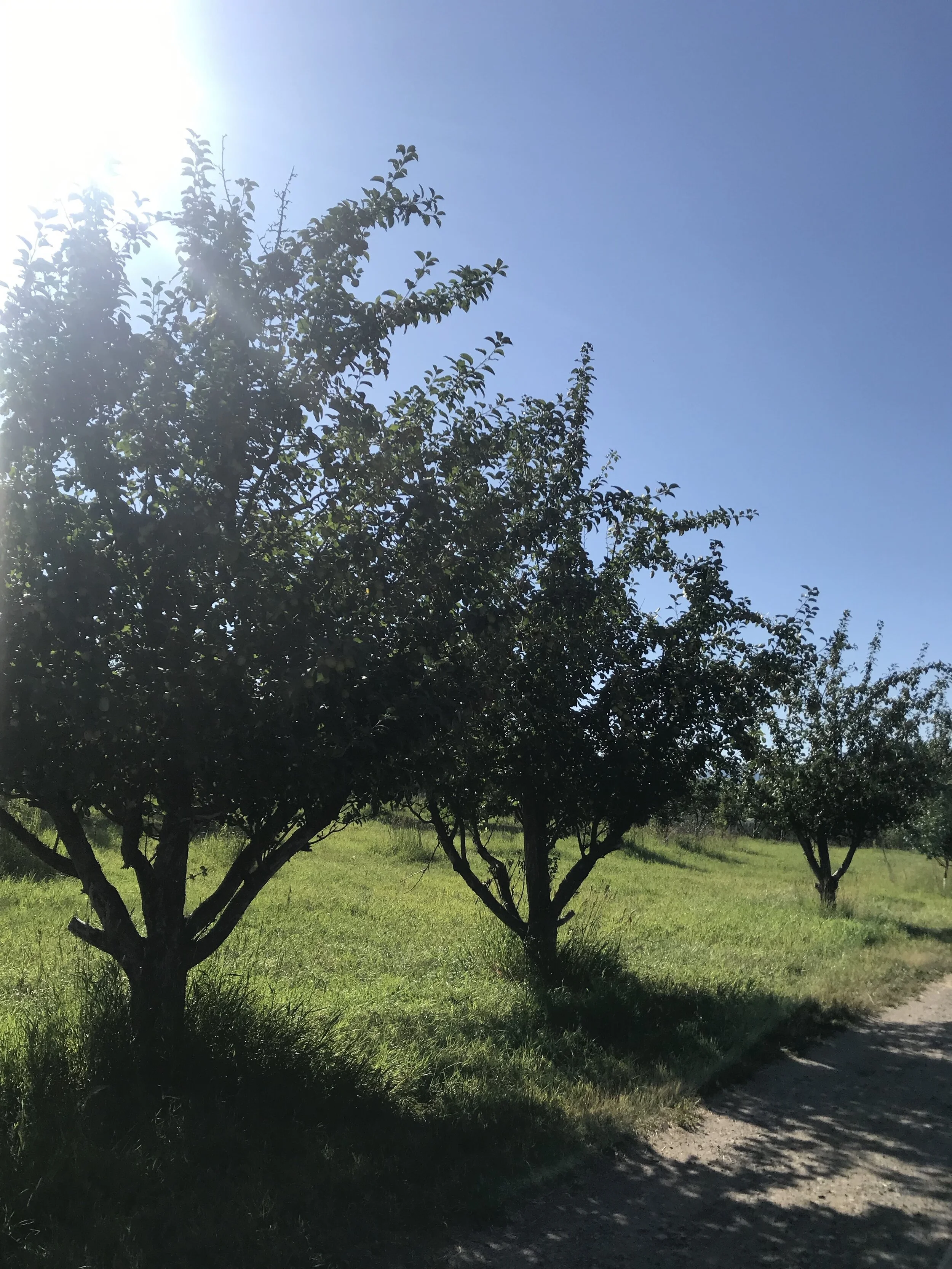 Market Stand, U-pick, Apple Cider press
