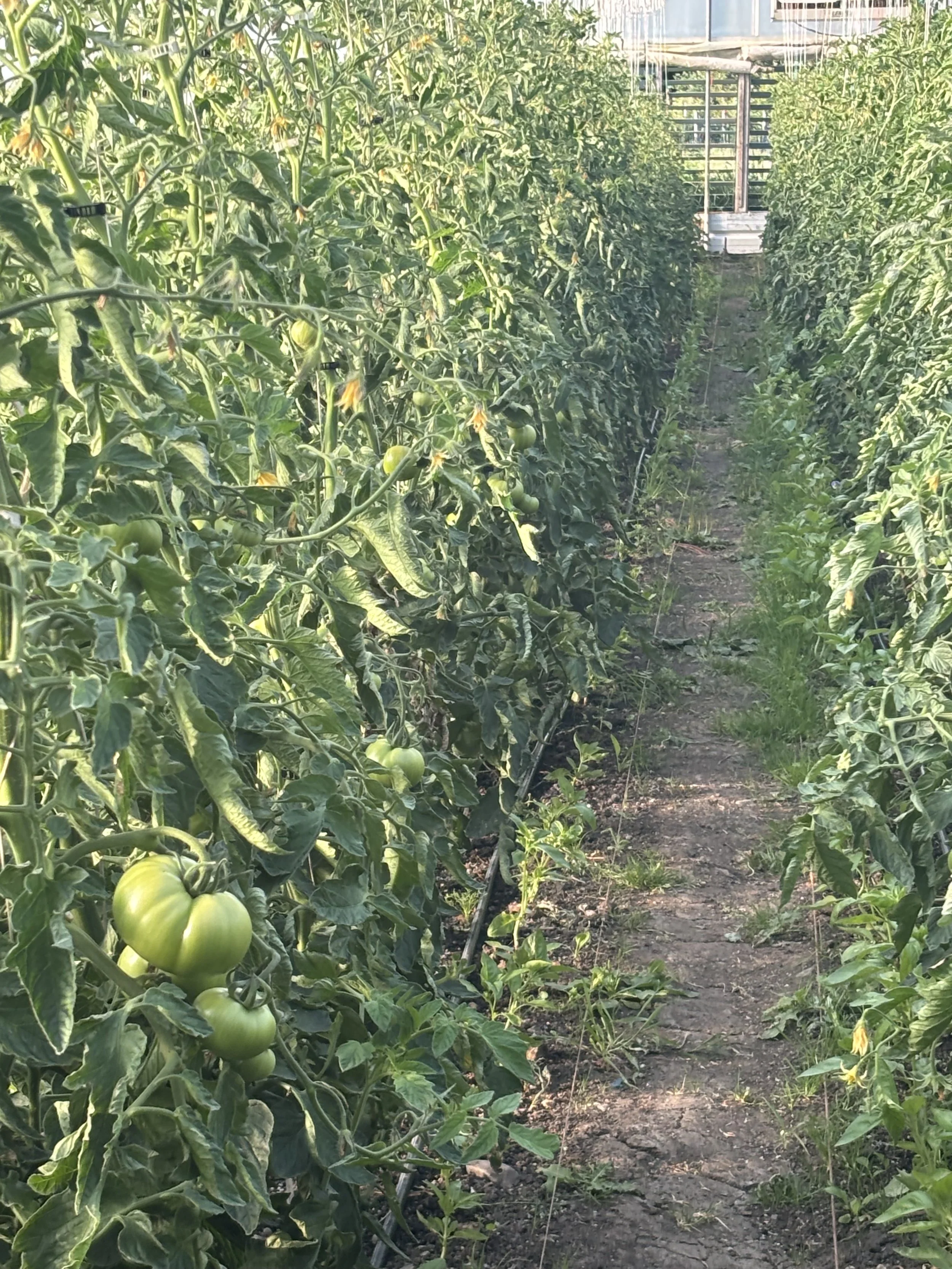We are only a couple of weeks away from ripe tomatoes!