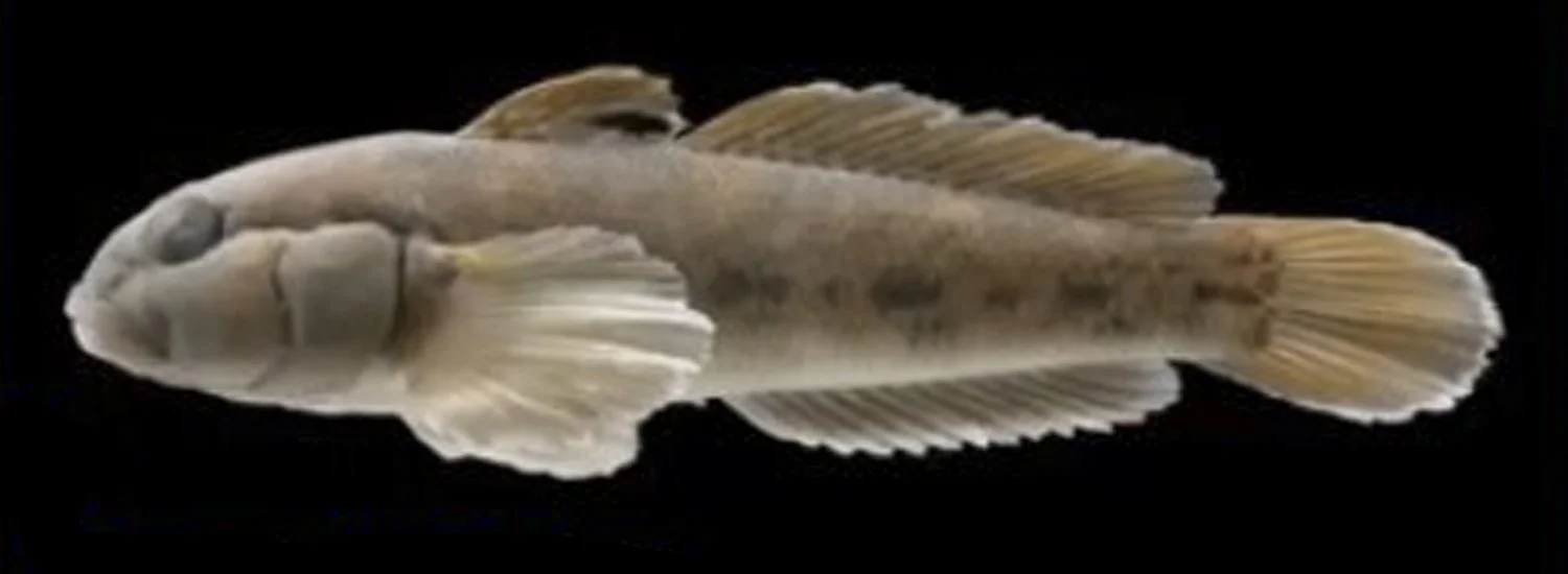   Wolf Lake Tales   From Wooly Mammoths to Lynyrd Skynyrd 