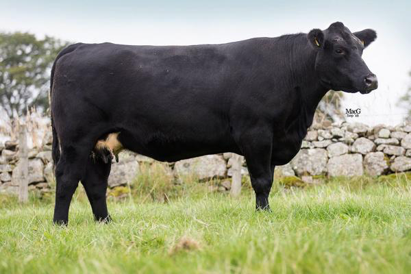 Blelack Reba N200, a straight bred ONeill female which was produced by a repeat customer who built their herd around ONeill Angus Farm genetics. 