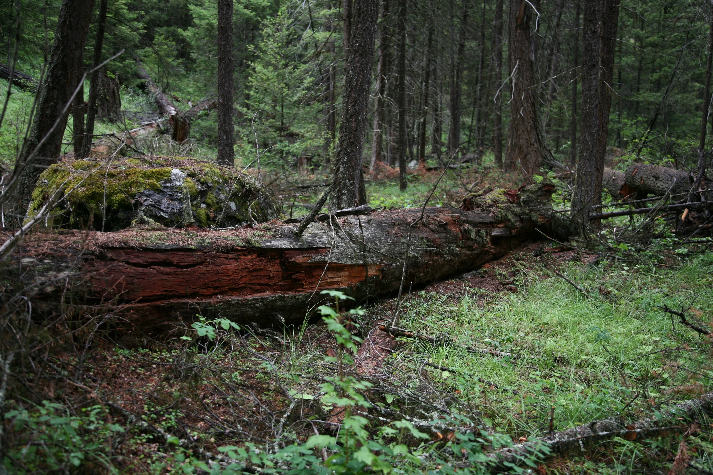 fallen-tree_6298923393_o.jpg