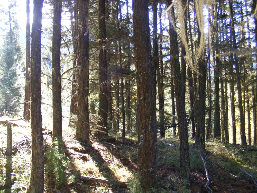 Gibbs Creek Forest Before