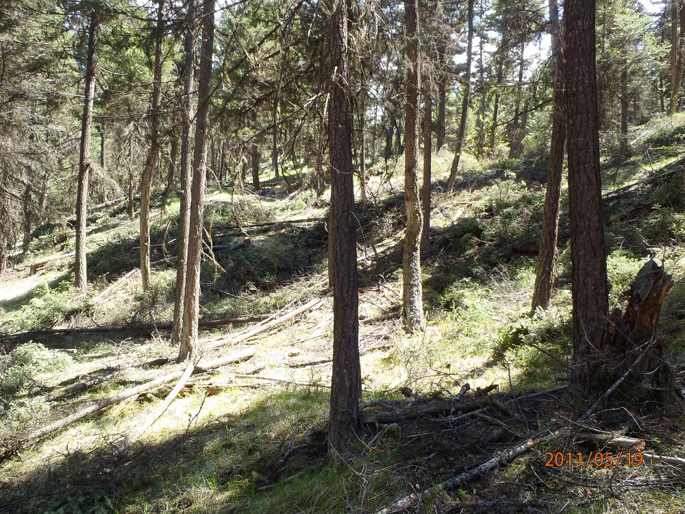 Gibbs Creek Forest After