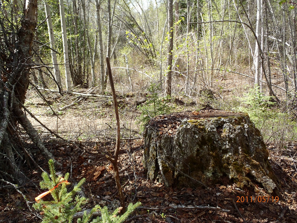 Above is an old growth stump surrounded by the young deciduous forest that grew in after the logging.&nbsp; 