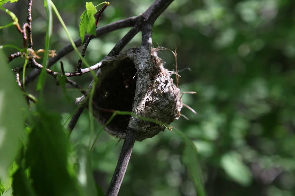 a-nest-at-gibbs-creek_6298864181_o.jpg