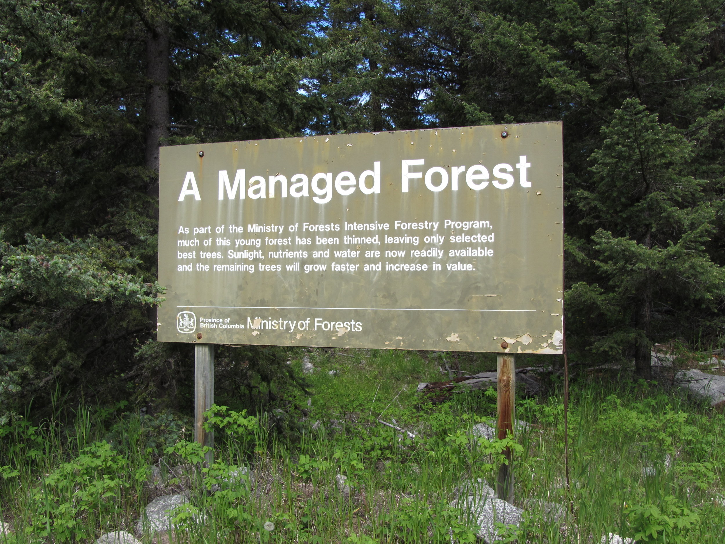  Throughout the 1990s, the Province of BC influenced the management of Xaxli’p territory through introduction of industrial forestry. 