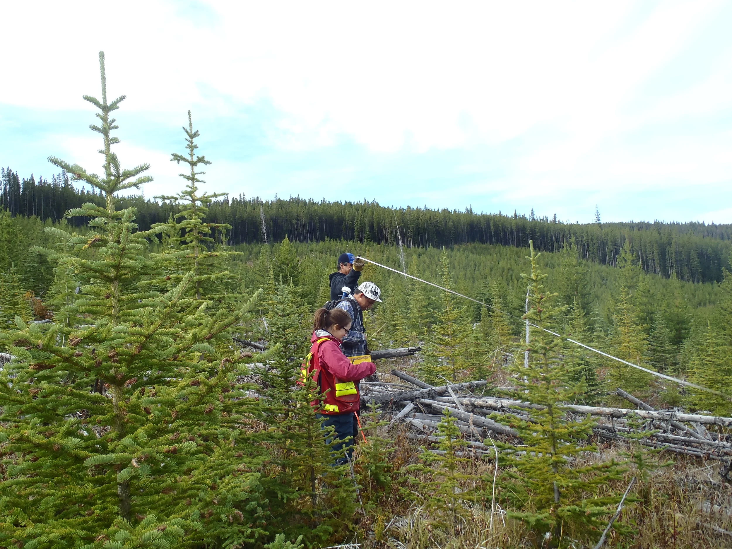  We laid out five 1-hectare thinning trials within the plantation.     